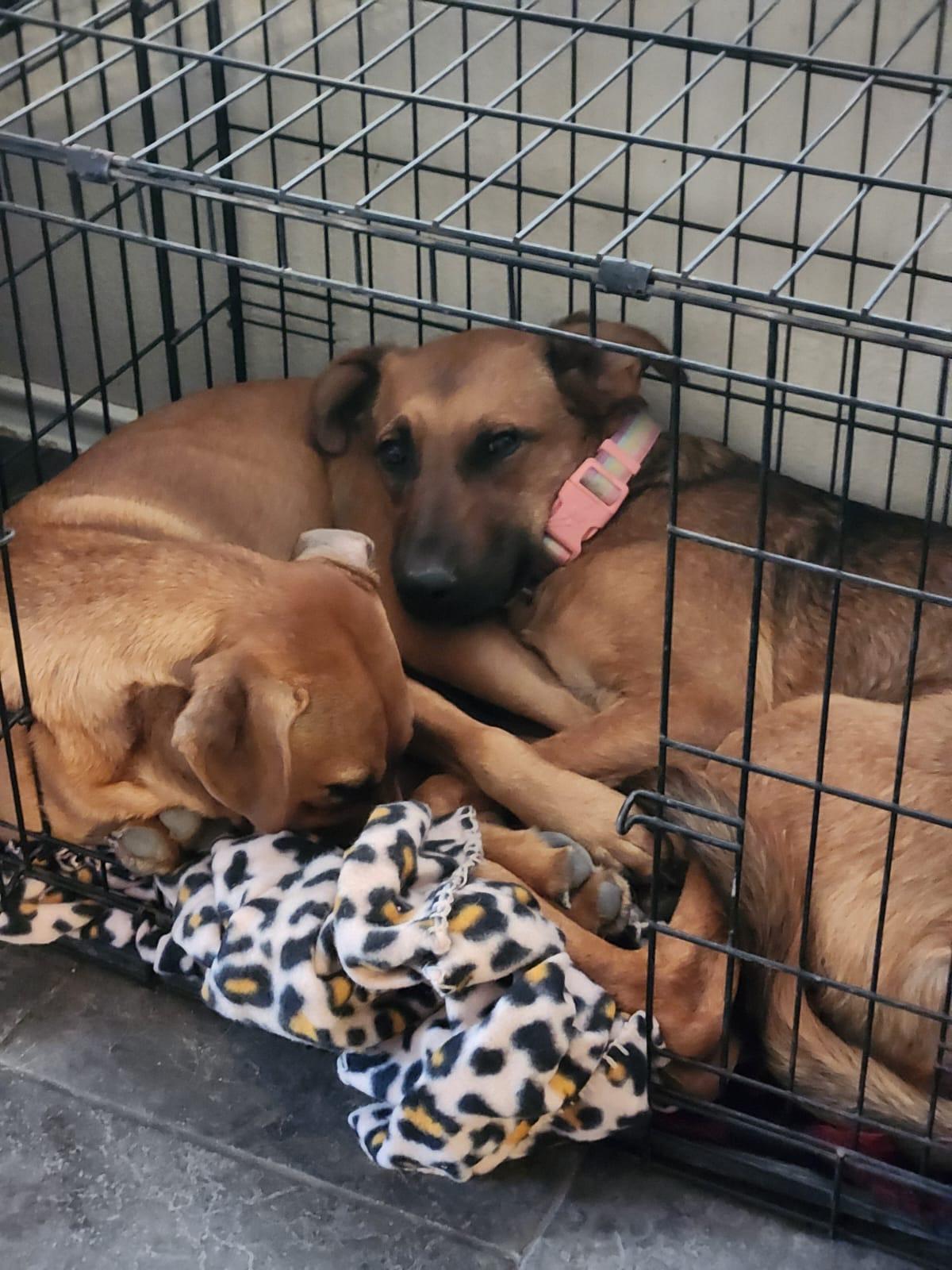 Enlarge Tracy - Tramp, a Adoptable mixed breed in San Antonio, TX image 3/5