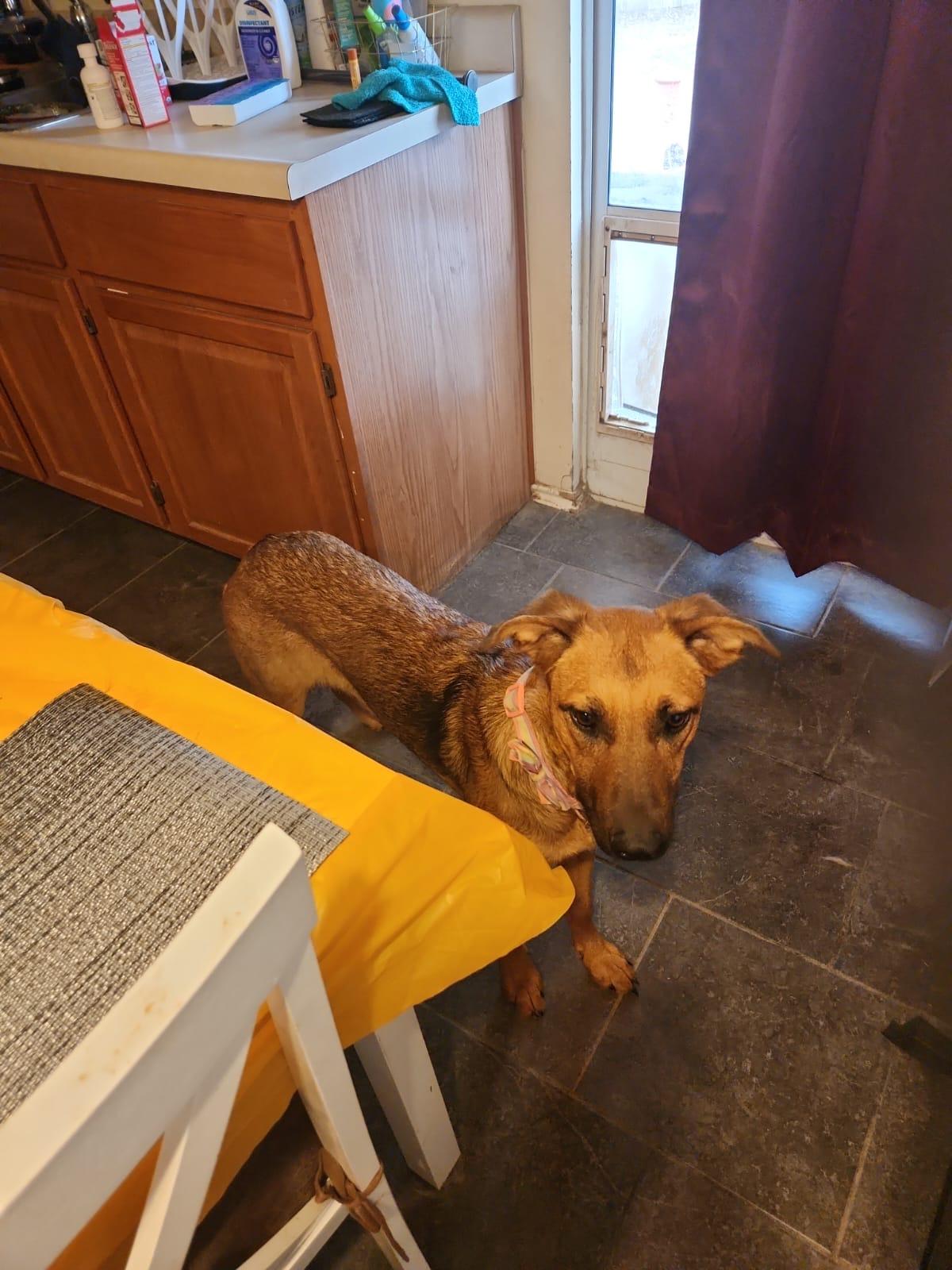 Enlarge Tracy - Tramp, a Adoptable mixed breed in San Antonio, TX image 4/5