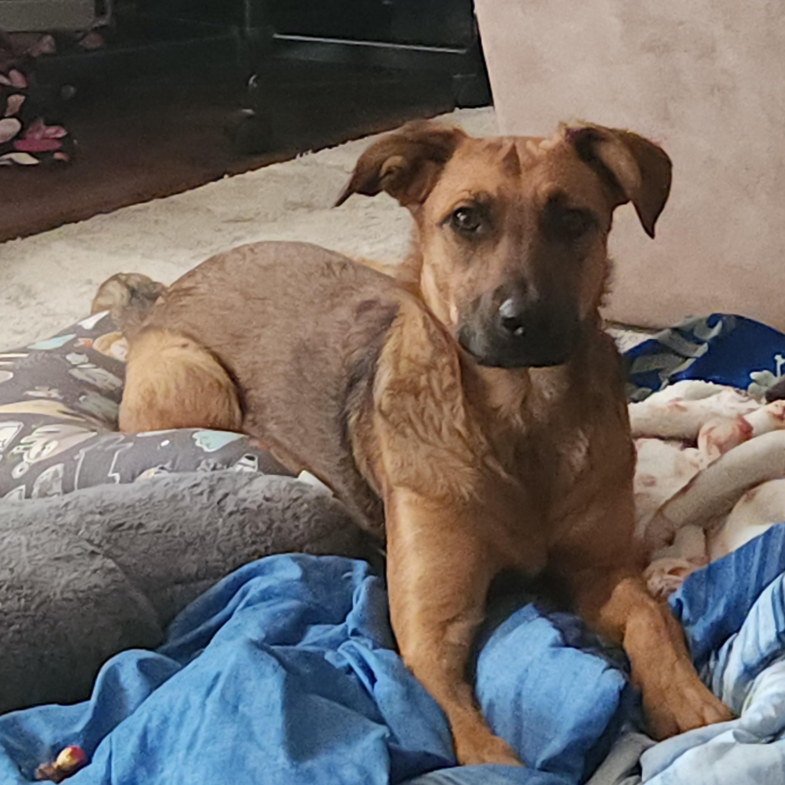 Tracy - Tramp, Adoptable, Puppy Female Cattle Dog.