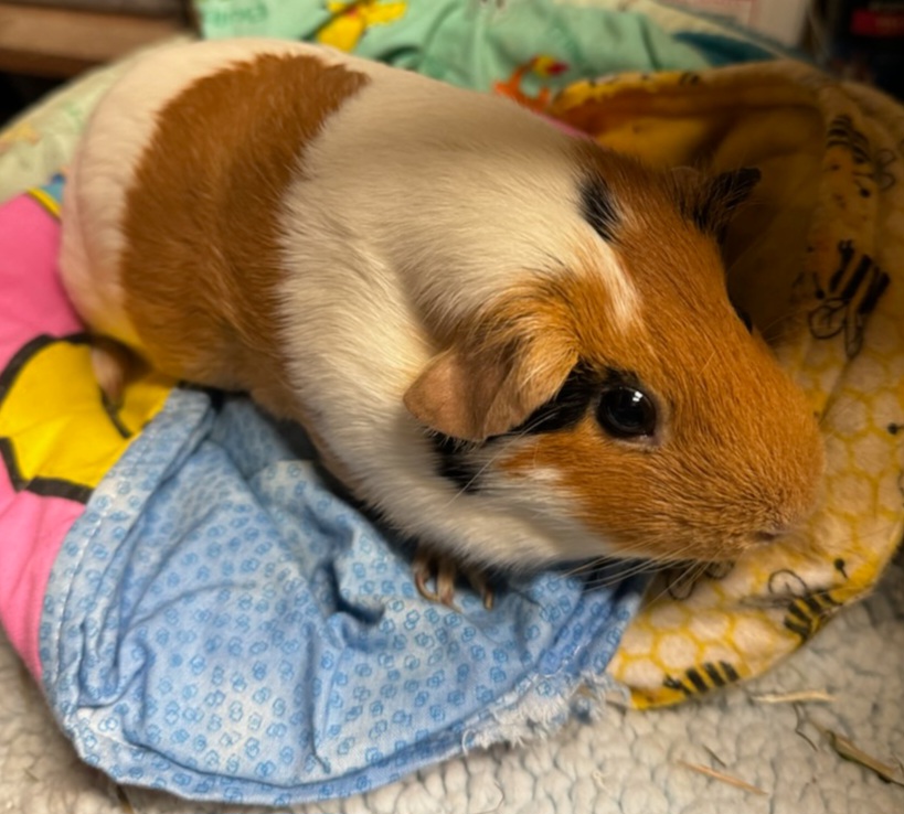 Enlarge Buckles and Joey, a Adoptable mixed breed in Berlin, NJ image 1/2