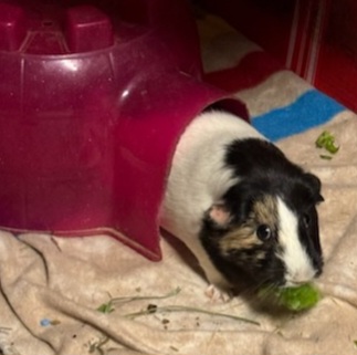 Enlarge Buckles and Joey, a Adoptable mixed breed in Berlin, NJ image 2/2