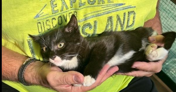 Mimi East Meadow, a Adoptable mixed breed in Westbury, NY image 1/2