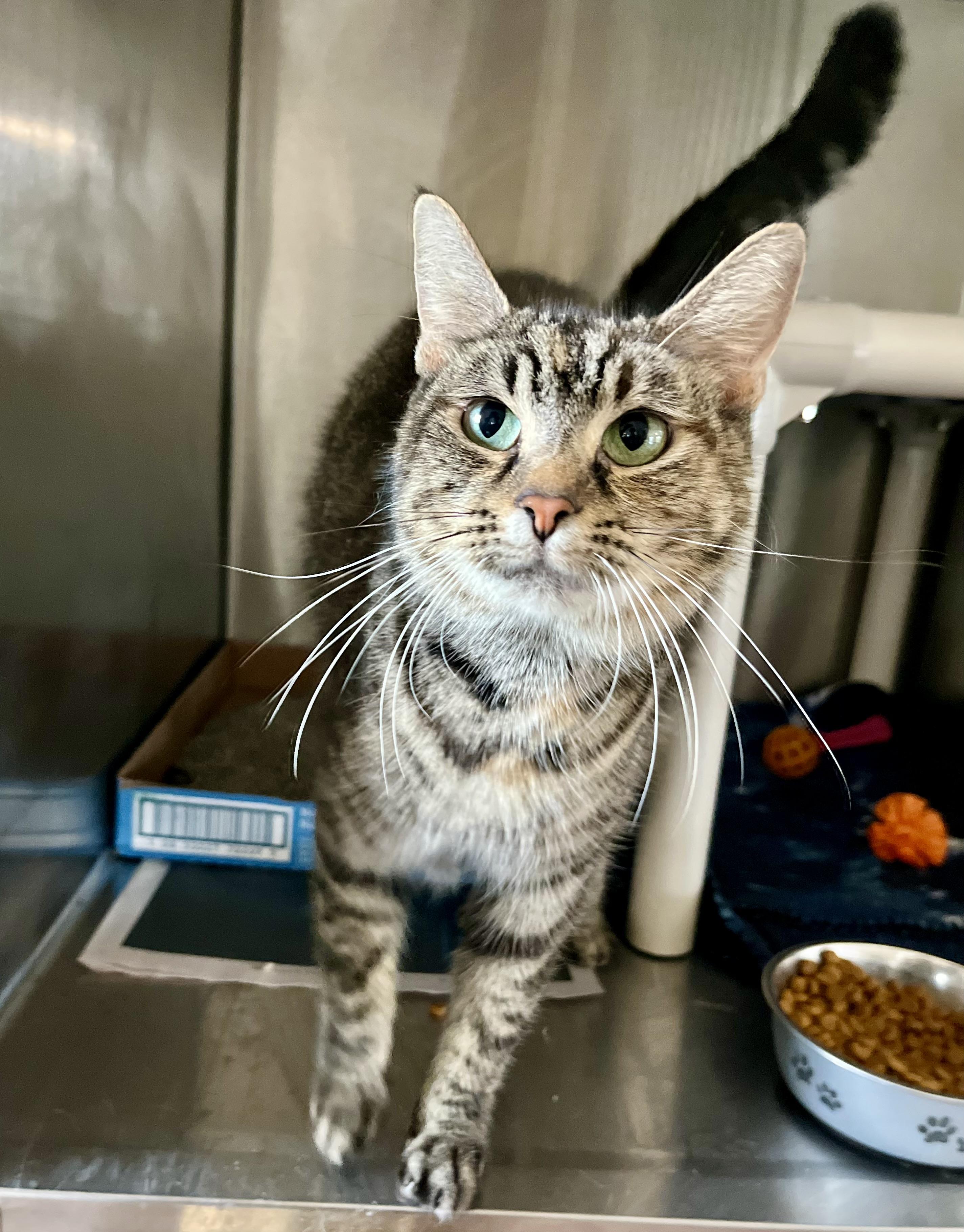 Ohio, adoptable, Adult Female Domestic Short Hair.