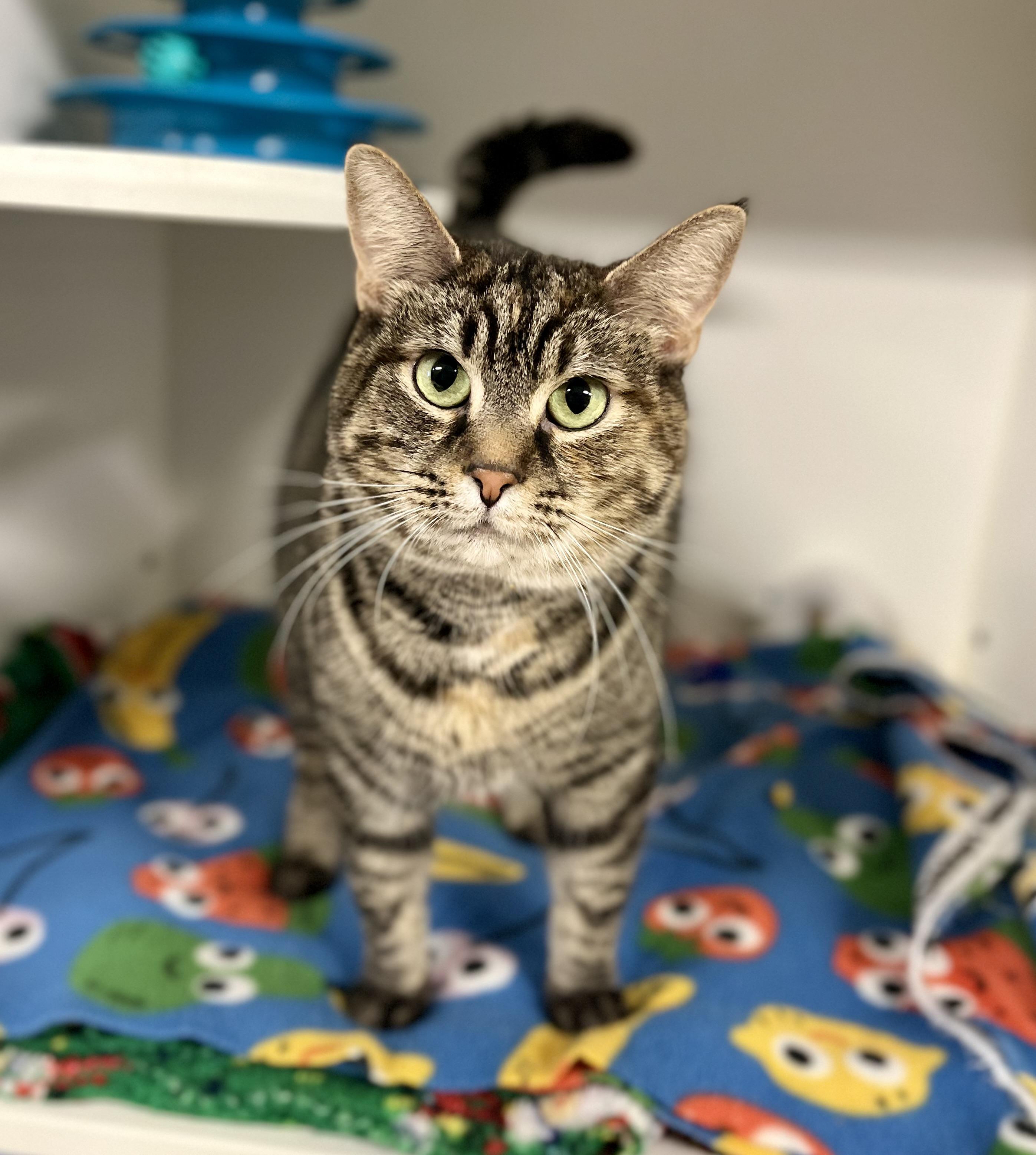 Ohio, adoptable, Adult Female Domestic Short Hair.