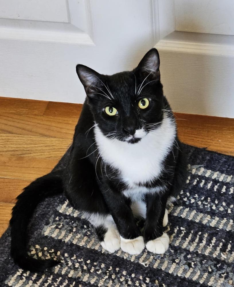 Aspen, Adopted, Kitten Male Domestic Short Hair & Domestic Short Hair.