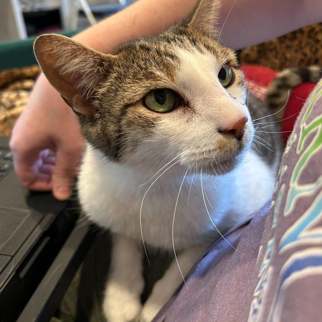 Thomas, Adoptable, Senior Male Domestic Short Hair.
