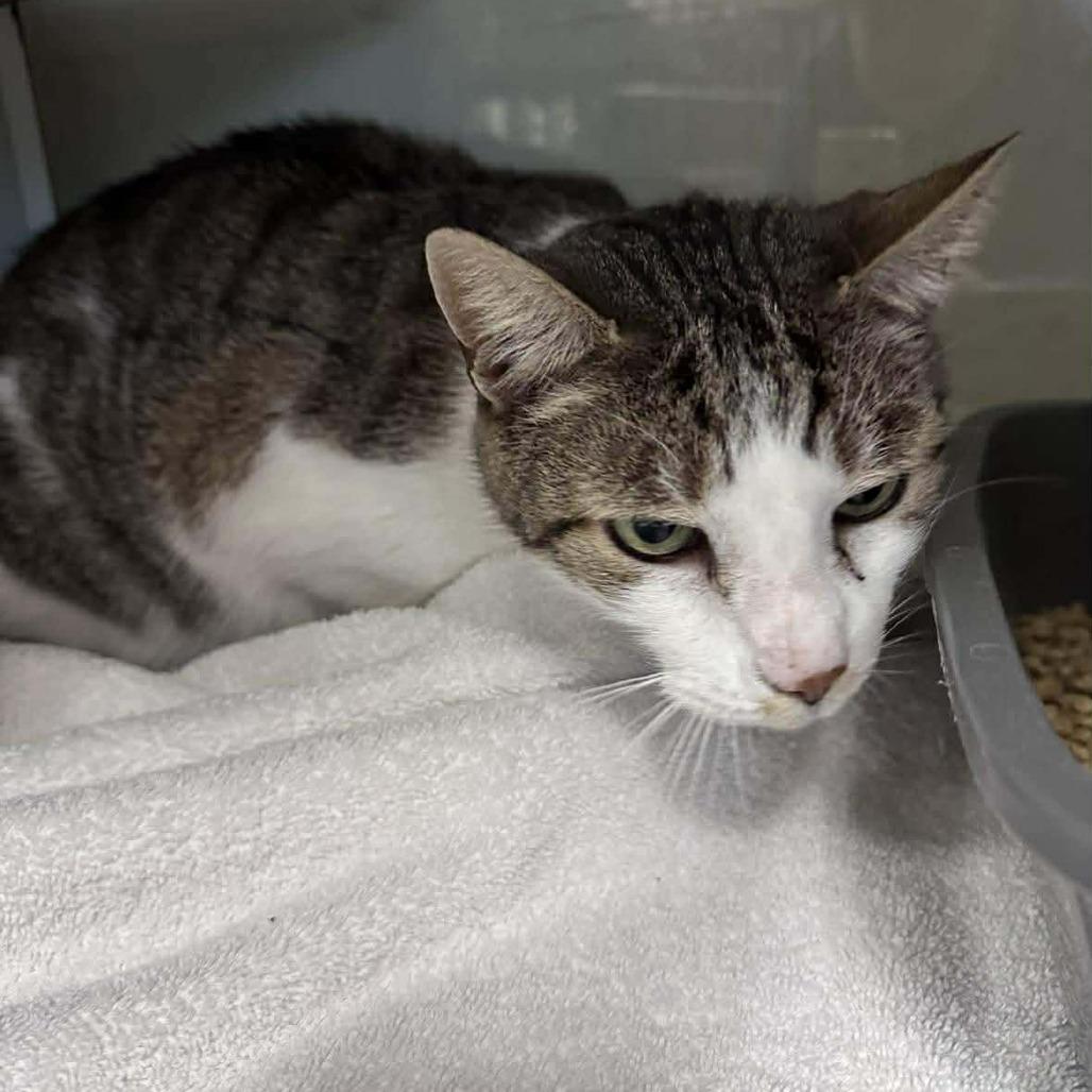 Thomas, a Adoptable Domestic Short Hair in Chantilly, VA image 2/2