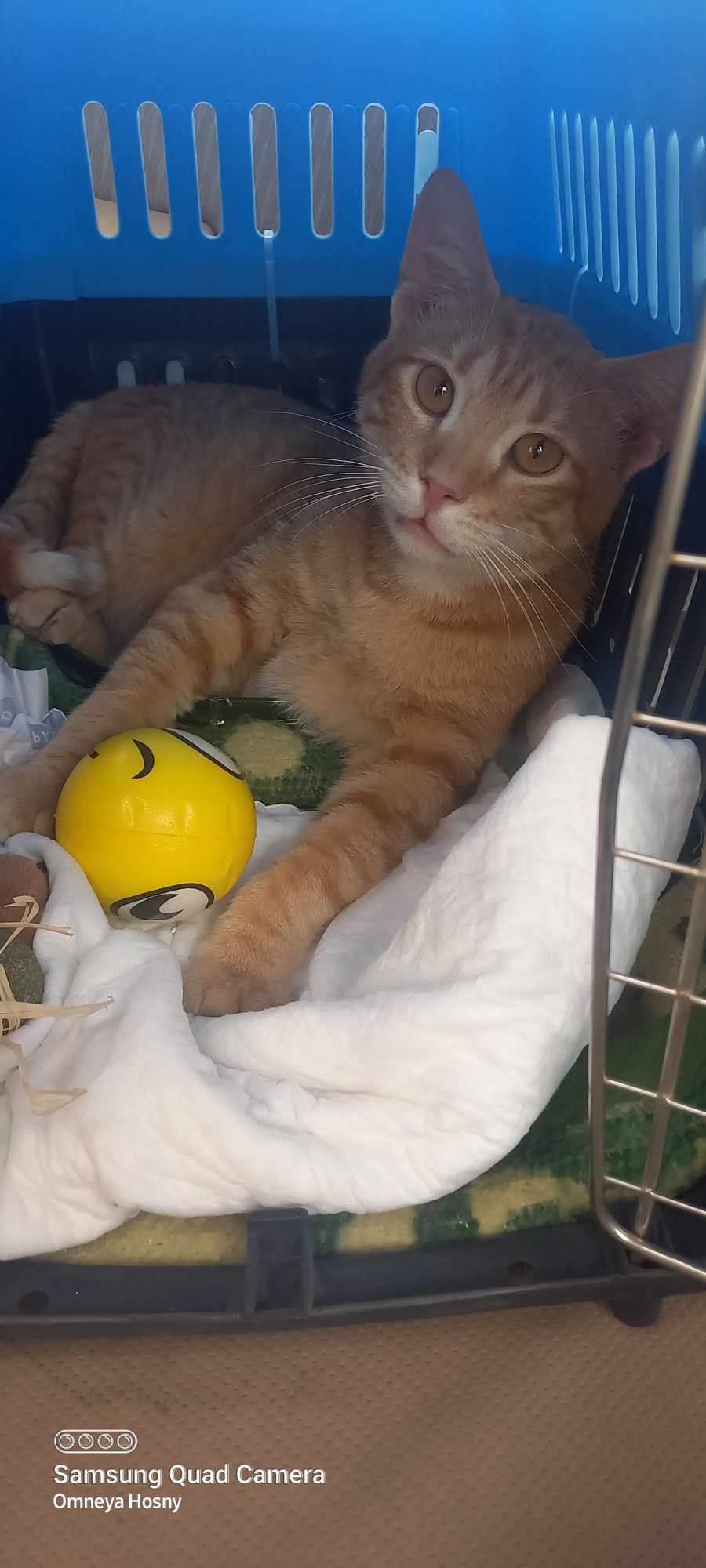 Zaatar, a Adoptable Domestic Short Hair in Scarborough, ON image 2/4