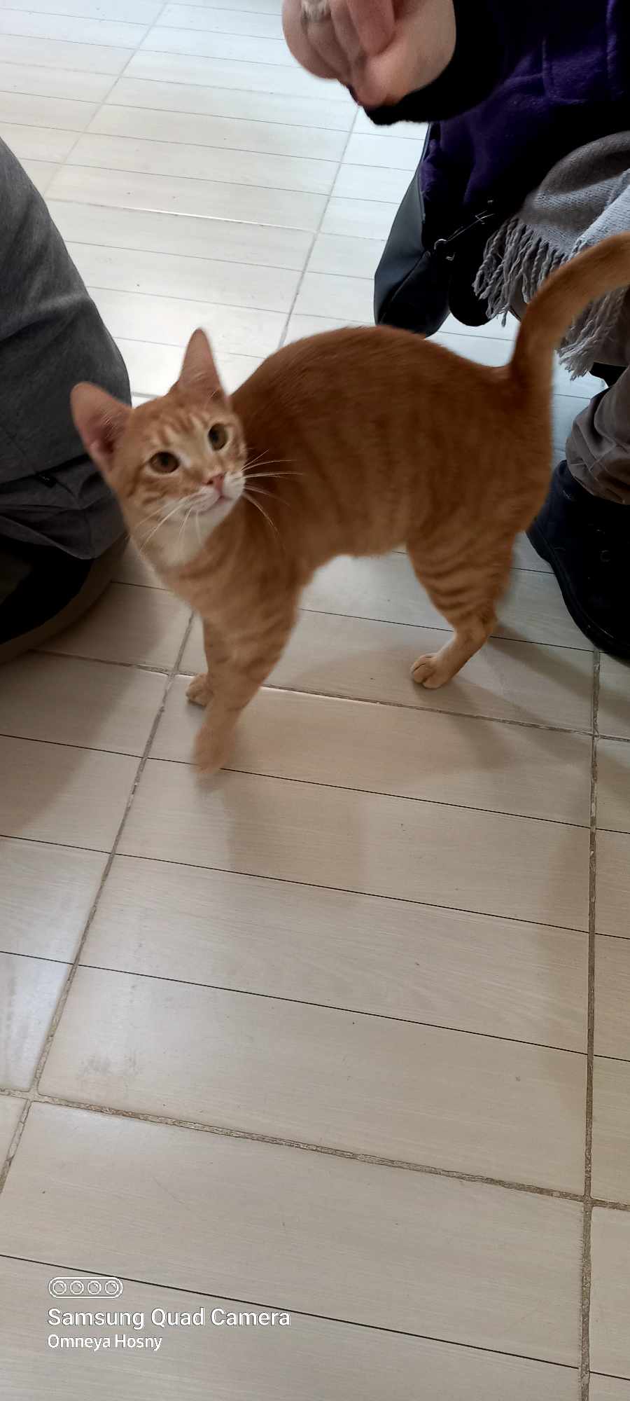 Zaatar, a Adoptable Domestic Short Hair in Scarborough, ON image 3/4