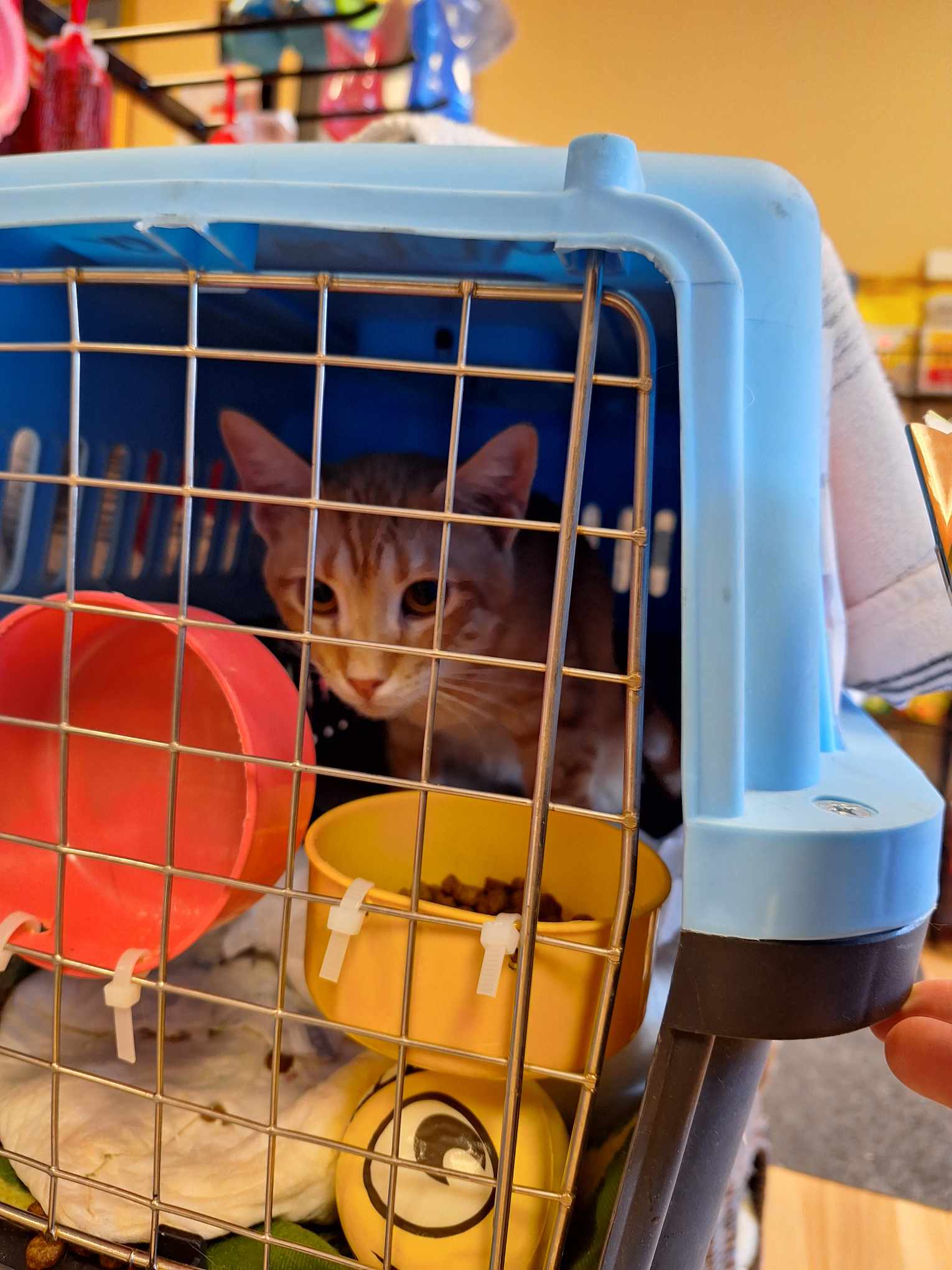 Zaatar, a Adoptable Domestic Short Hair in Scarborough, ON image 4/4