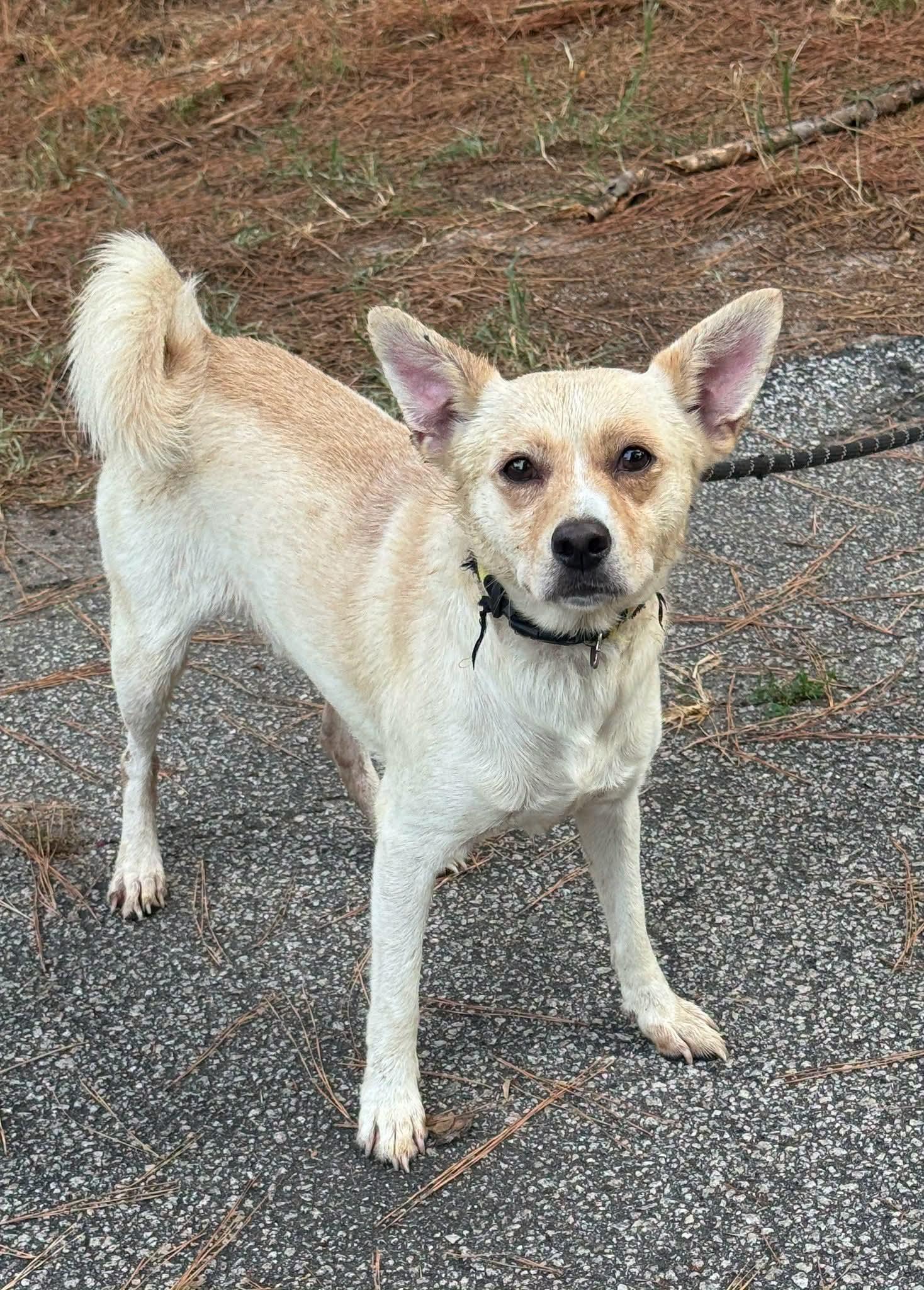 Enlarge Homer, a ADOPTABLE Mixed Breed in Sumter, SC image 1/1
