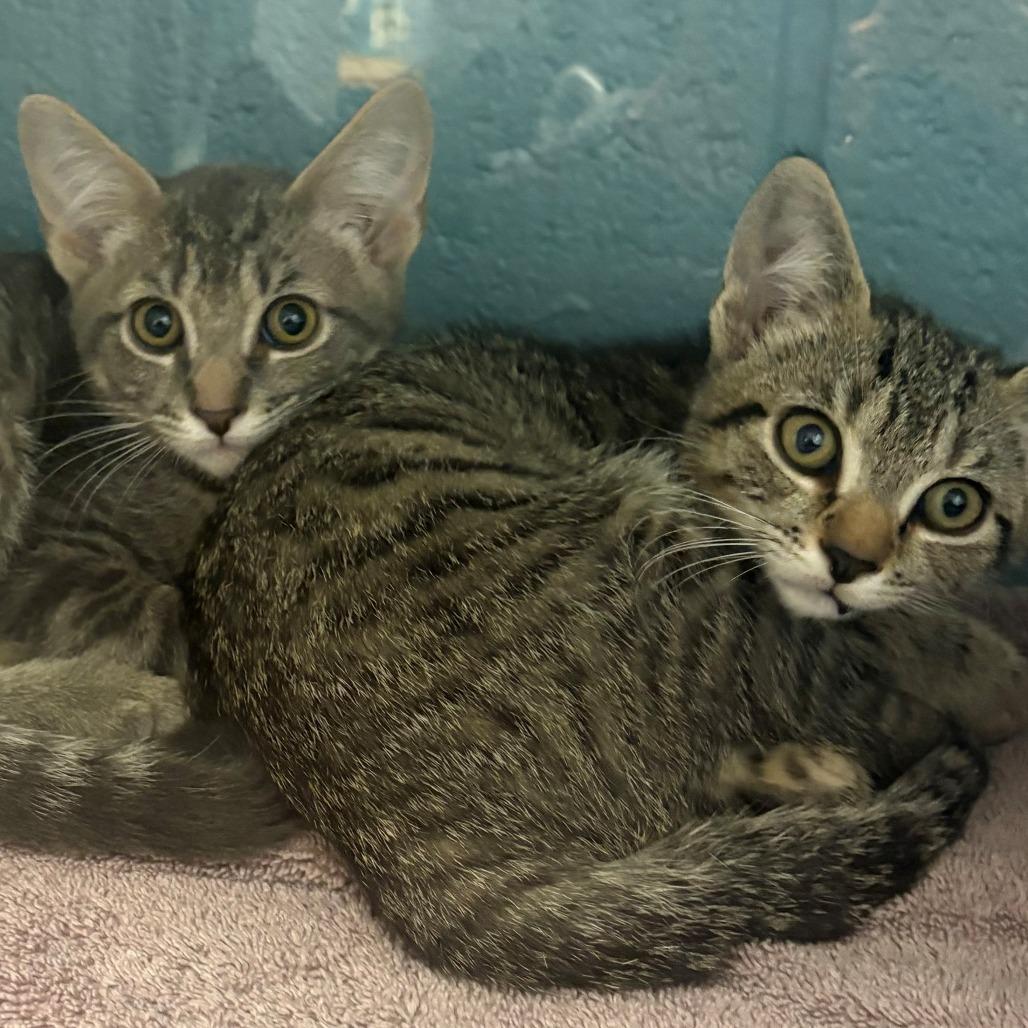 Tiny Diamond, Adoptable, Kitten Male Domestic Short Hair.