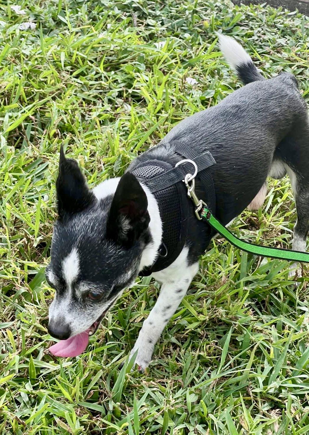 Max G, Adoptable, Senior Male Chihuahua.