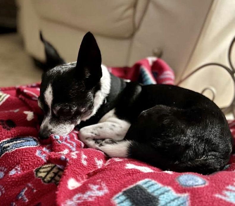 Enlarge Max G, a Adoptable Chihuahua in Satellite Beach, FL image 2/2