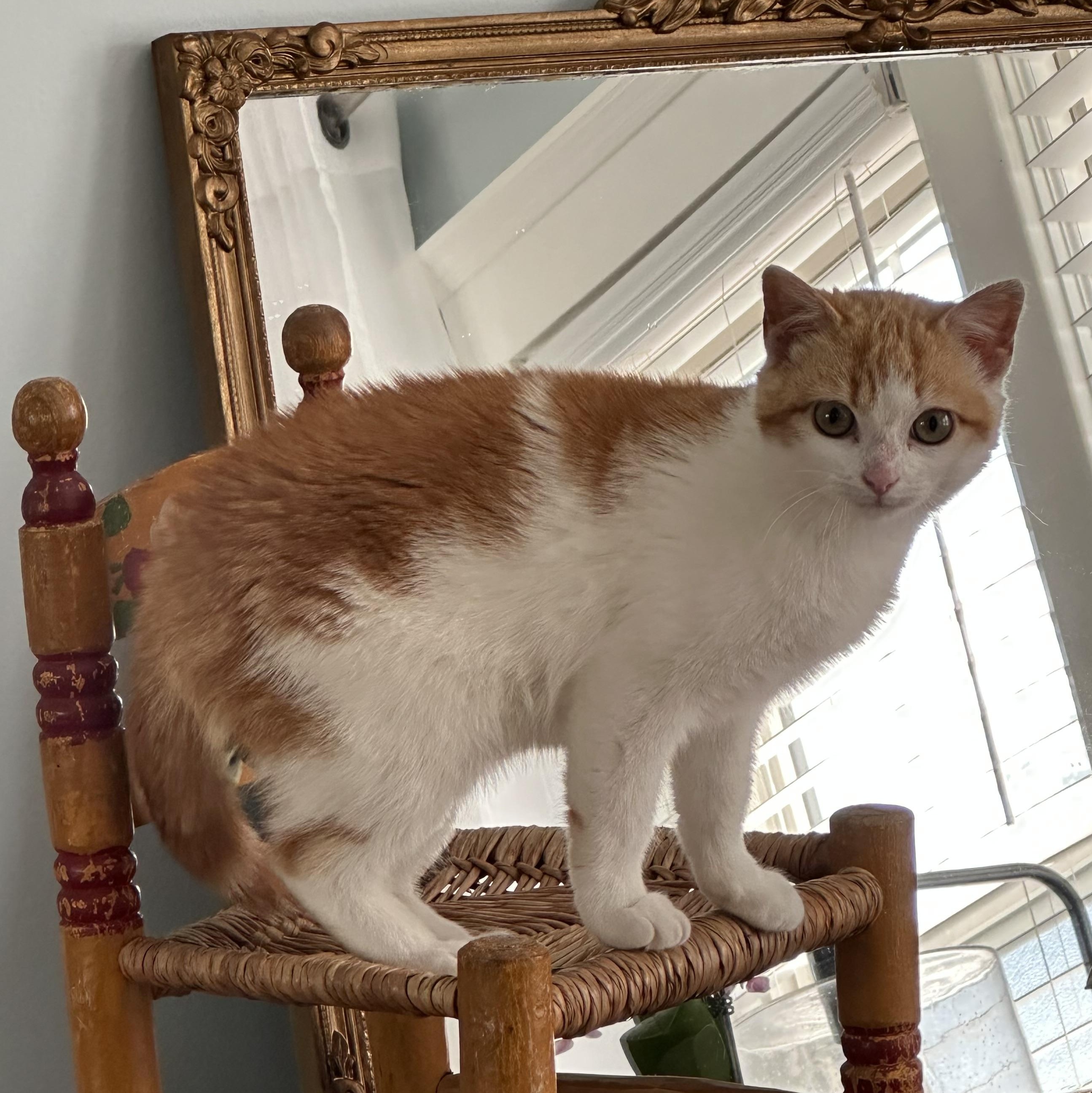 Ravioli, an adopted Domestic Short Hair in Scranton, PA image 2/4