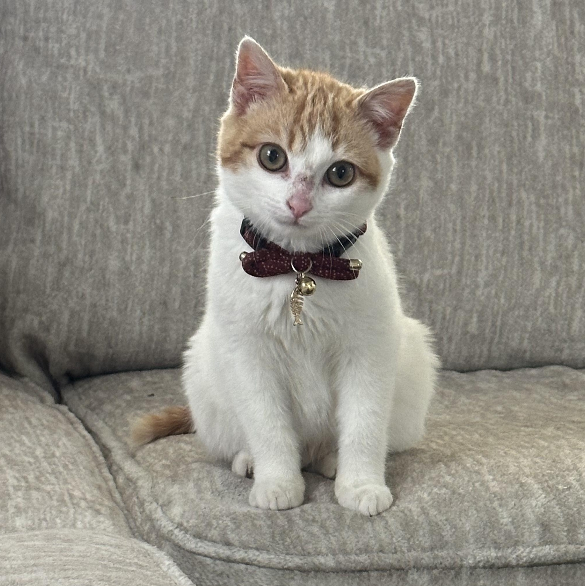 Ravioli, adopted, Kitten Male Domestic Short Hair.