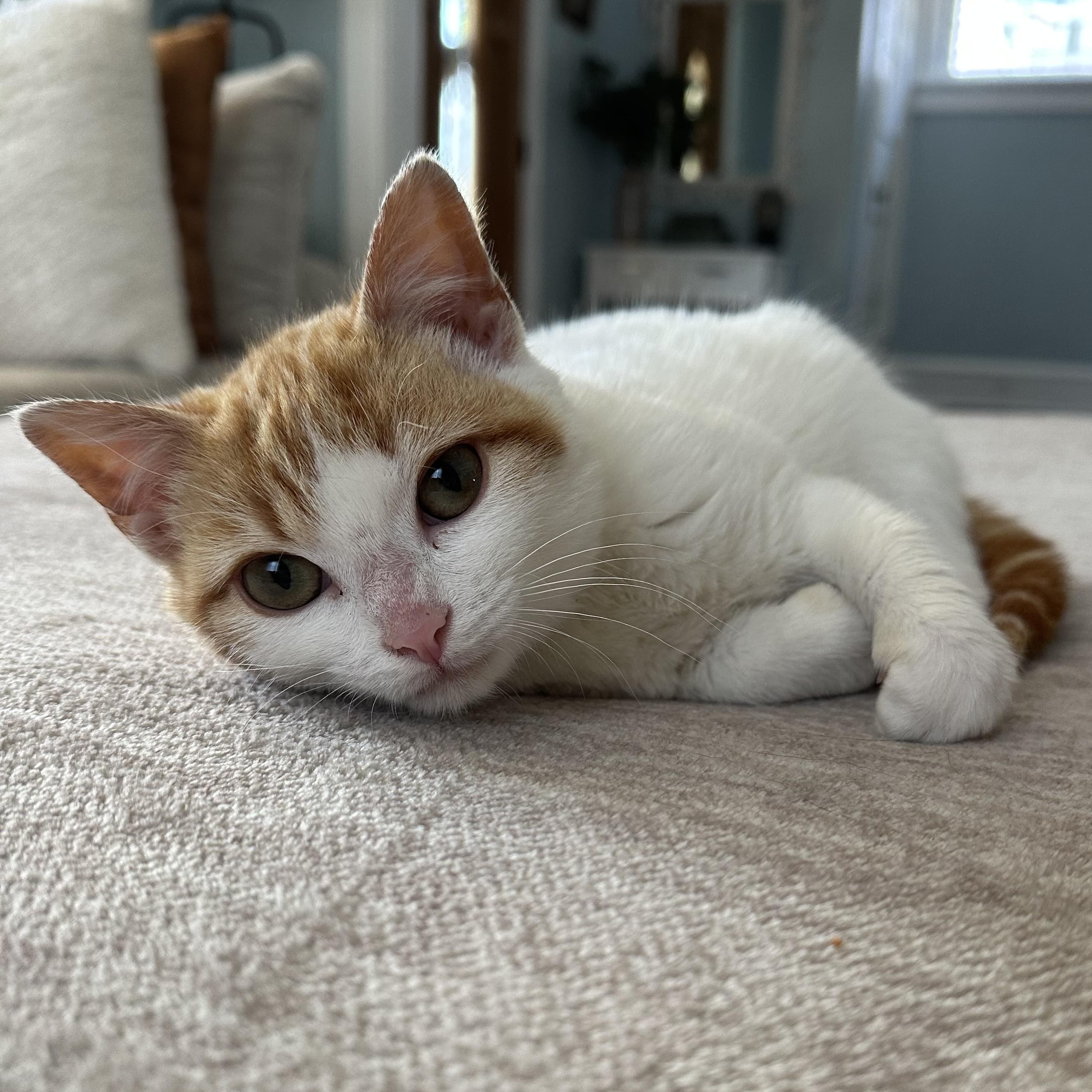 Ravioli, an adopted Domestic Short Hair in Scranton, PA image 3/4