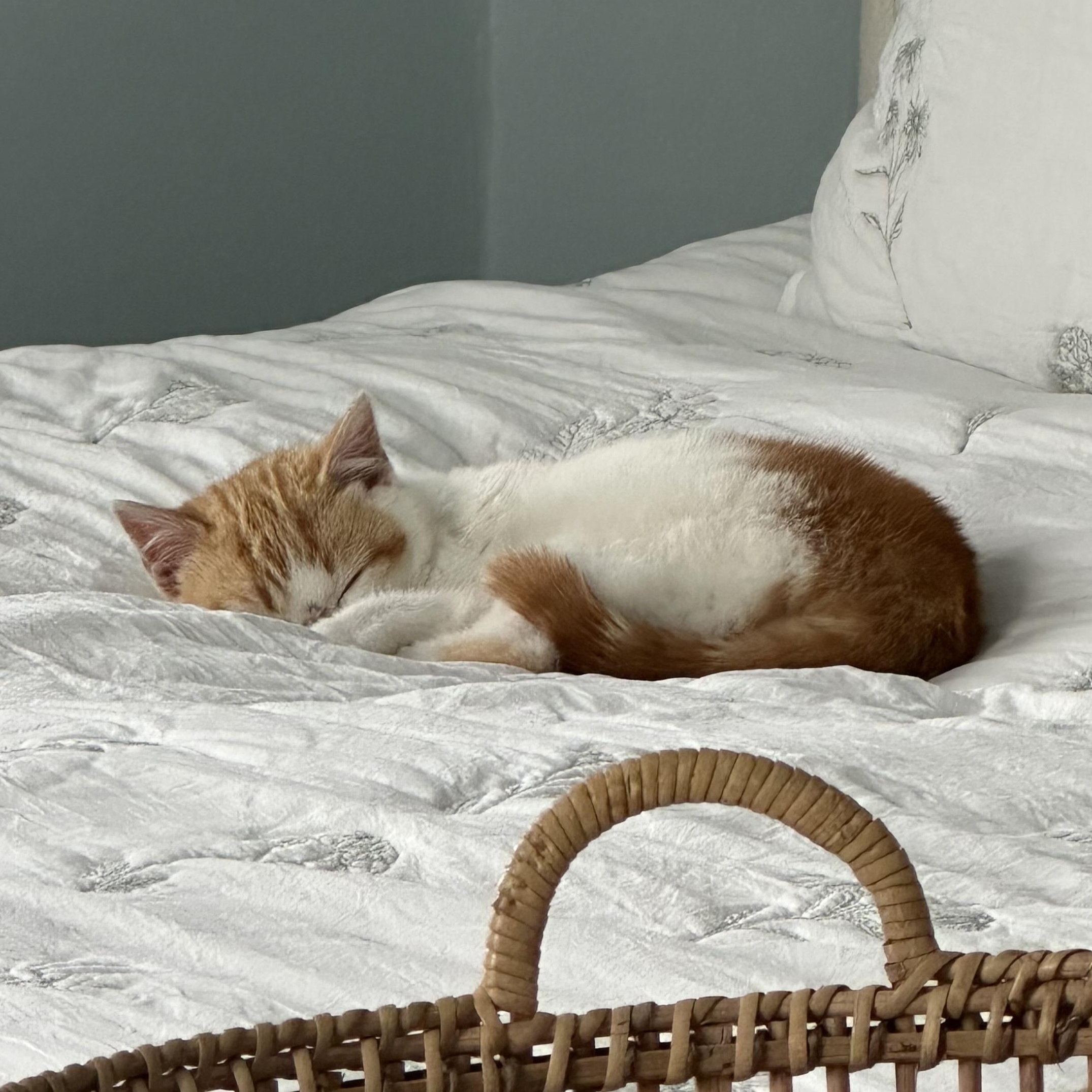 Ravioli, an adopted Domestic Short Hair in Scranton, PA image 4/4