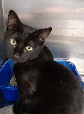 Lisa, Adoptable, Young Female Domestic Short Hair.