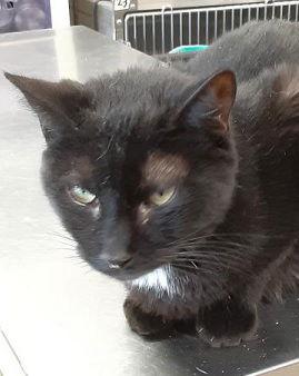 Lisa, a Adoptable Domestic Short Hair in Massapequa, NY image 2/3