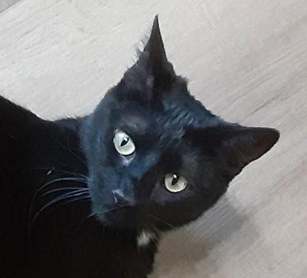 Lisa, a Adoptable Domestic Short Hair in Massapequa, NY image 3/3