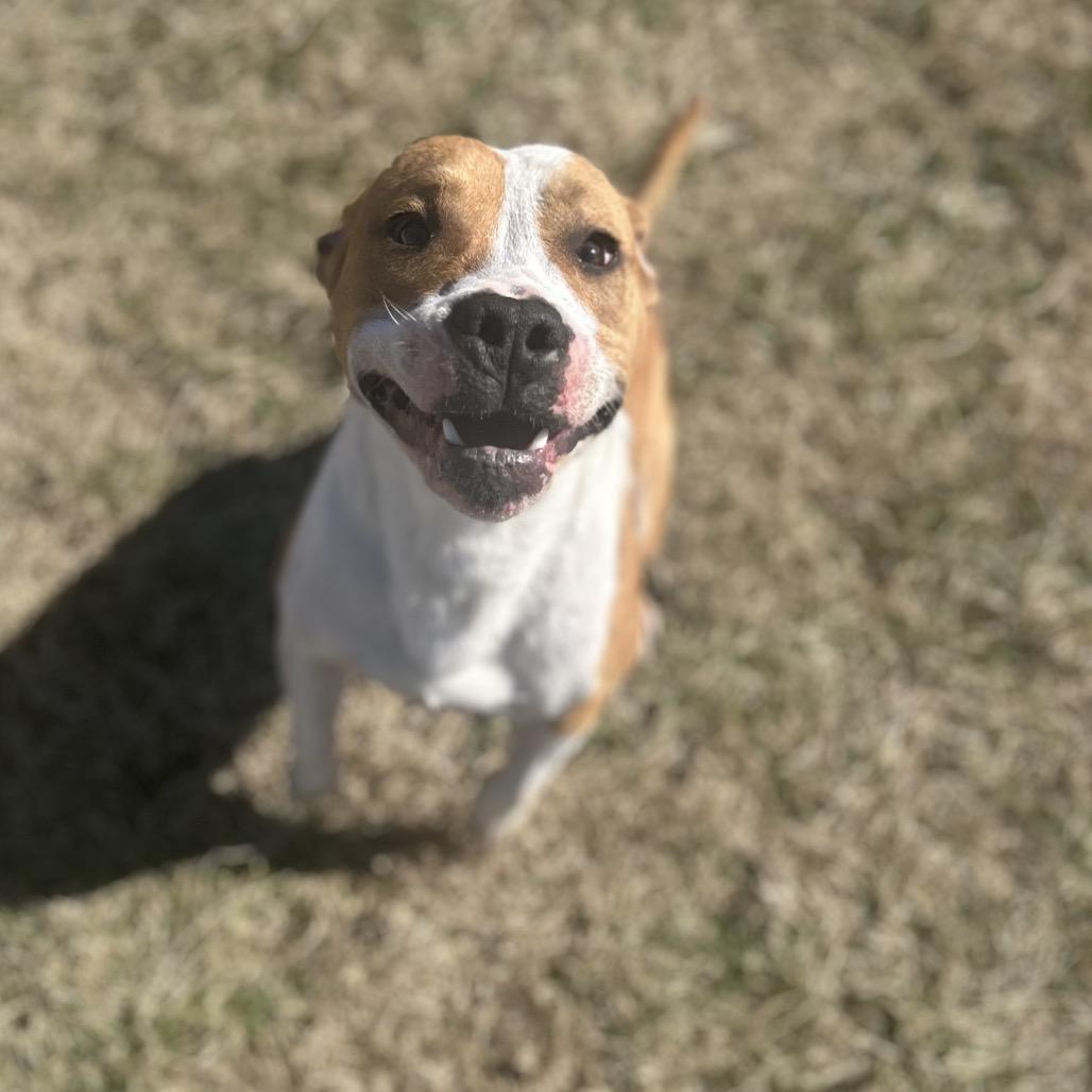 Benny, Adoptable, Adult Male Mixed Breed.