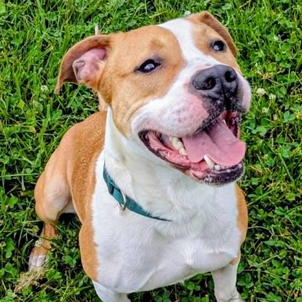 Enlarge Benny, a Adoptable Mixed Breed in Jeffersonville, IN image 2/6