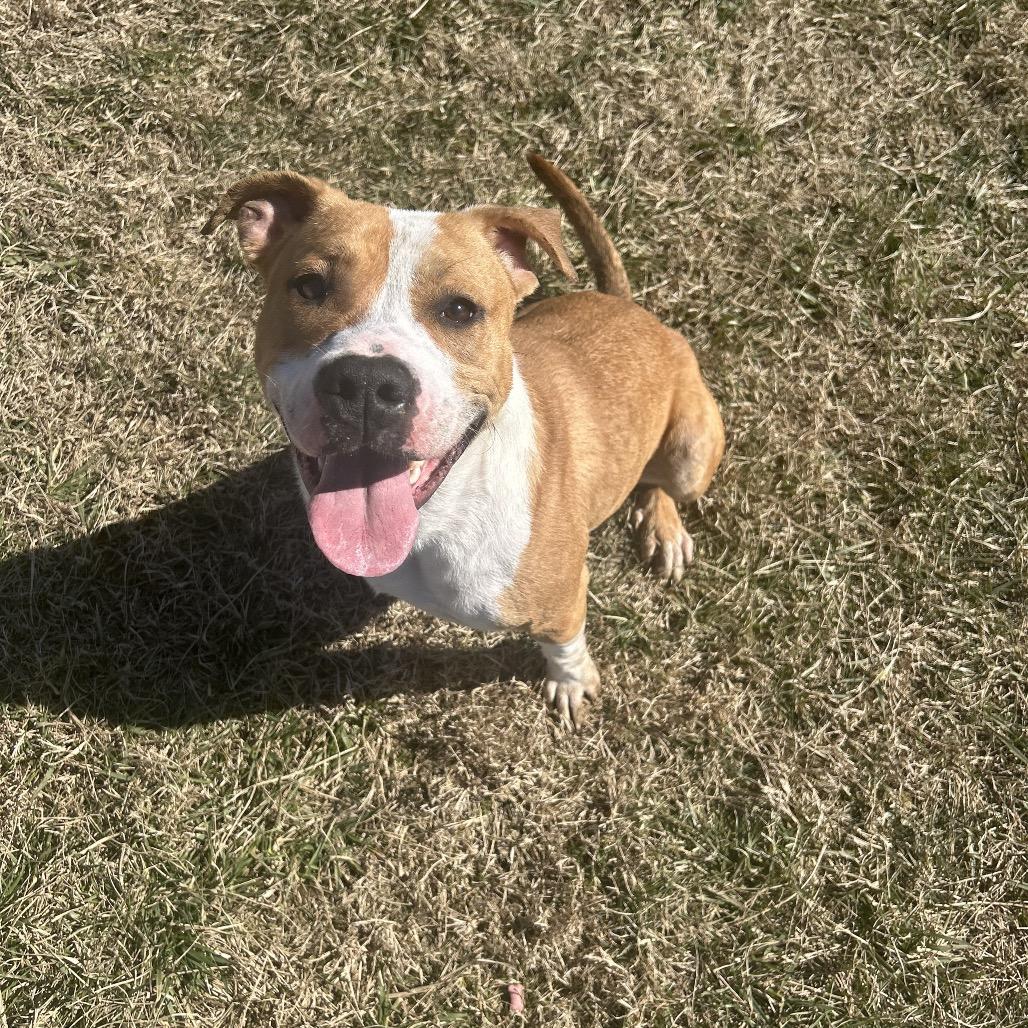 Enlarge Benny, a Adoptable Mixed Breed in Jeffersonville, IN image 3/6