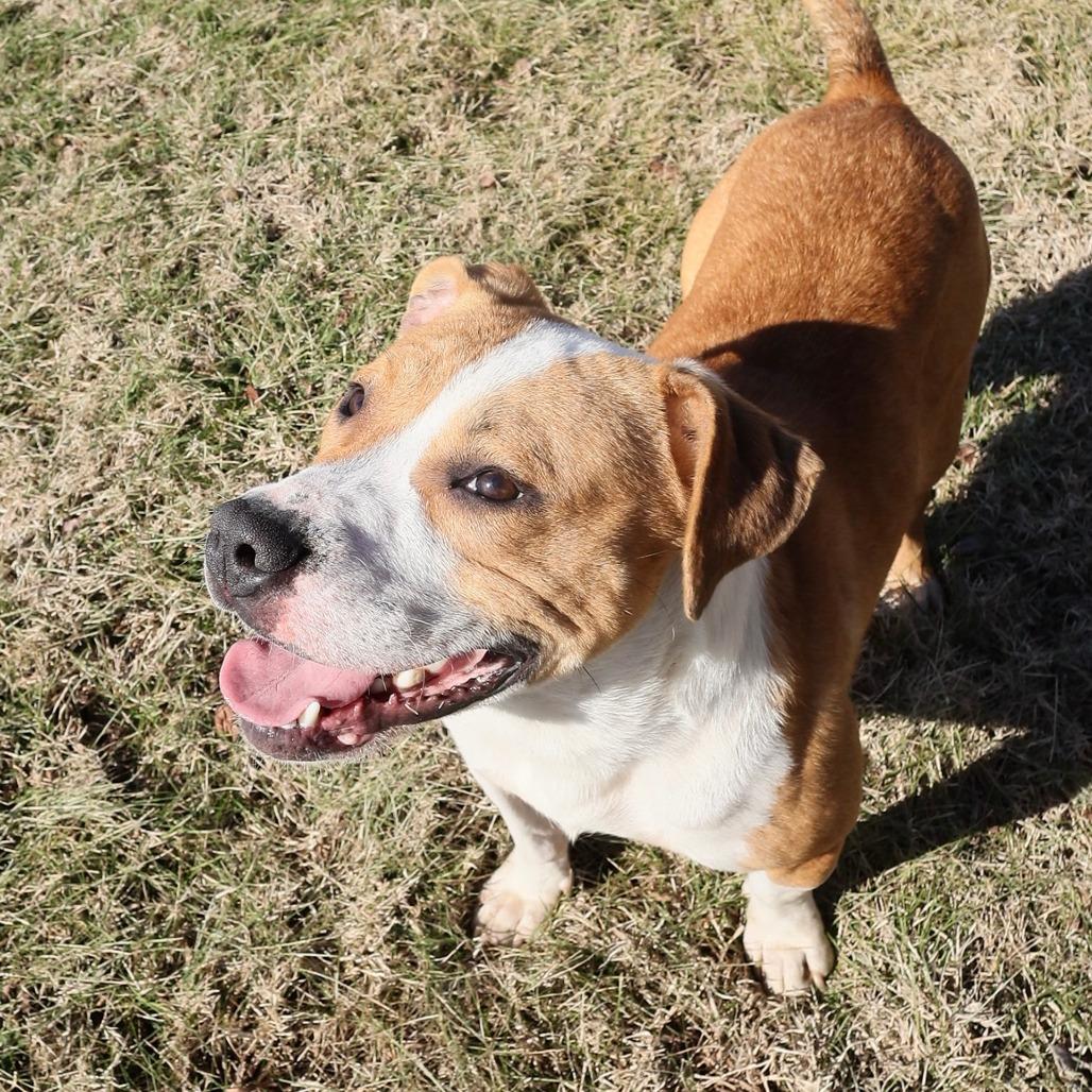 Enlarge Benny, a Adoptable Mixed Breed in Jeffersonville, IN image 4/6