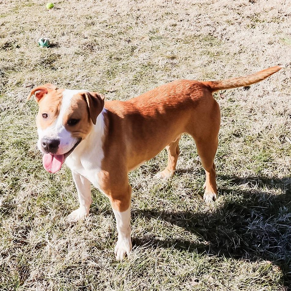 Enlarge Benny, a Adoptable Mixed Breed in Jeffersonville, IN image 5/6