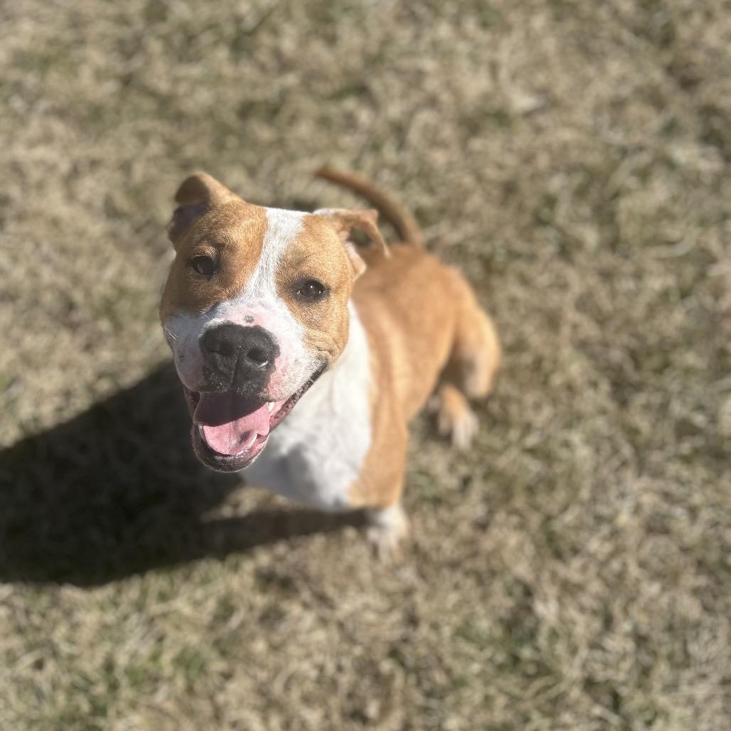 Enlarge Benny, a Adoptable Mixed Breed in Jeffersonville, IN image 6/6
