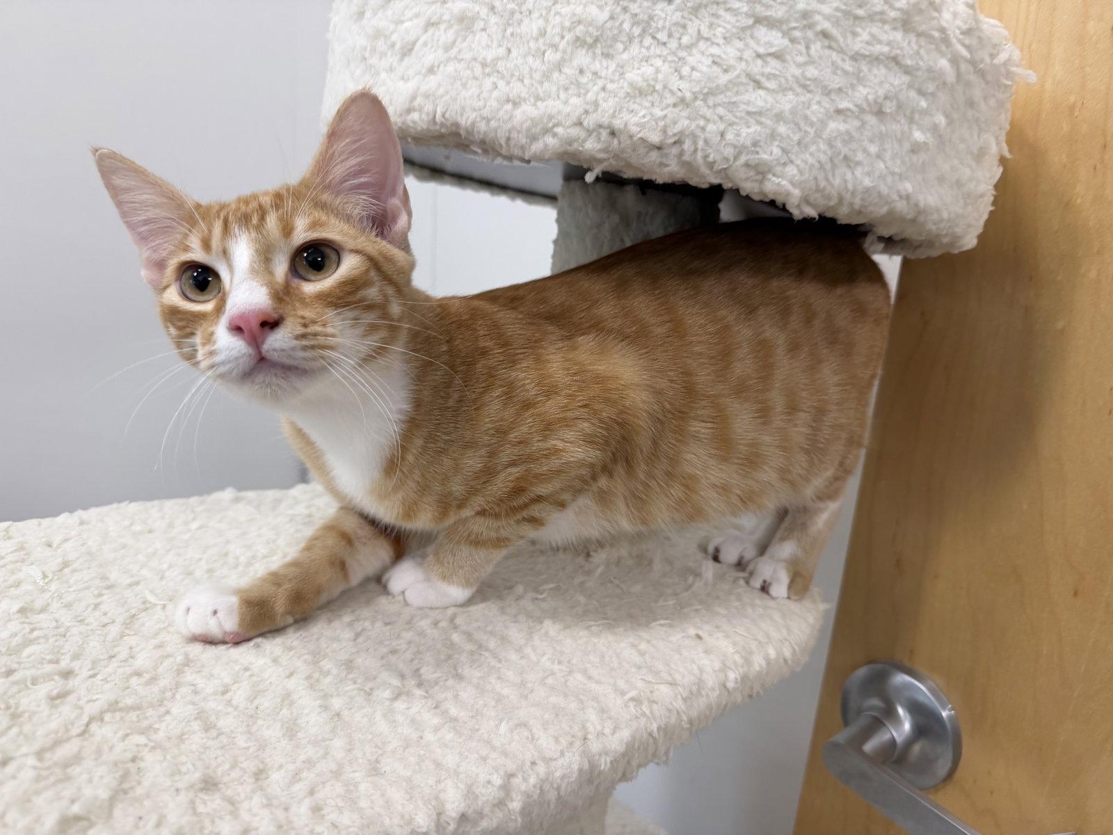 Flynn W, Adoptable, Kitten Male Domestic Short Hair.