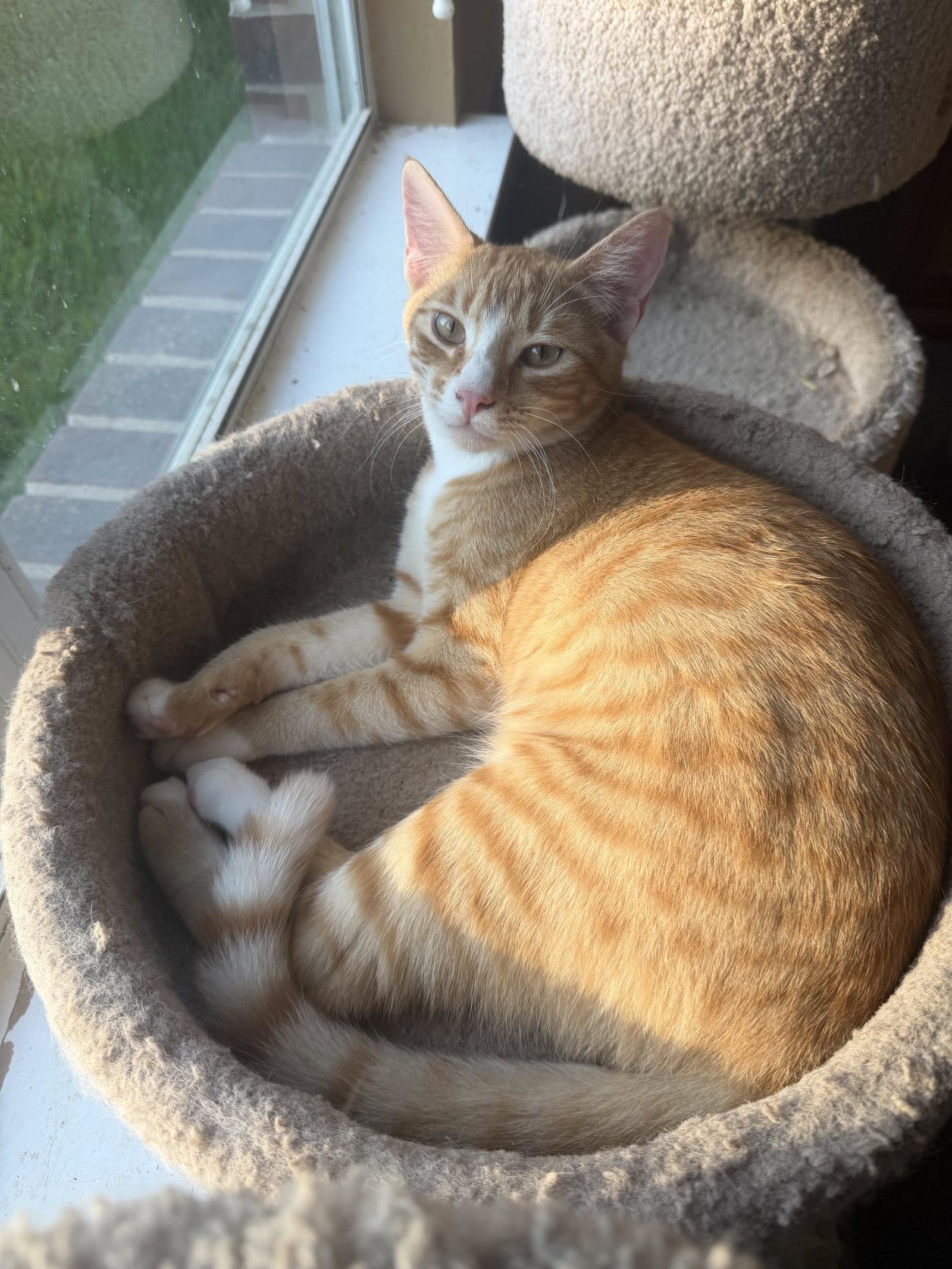 Enlarge Flynn W, a Adoptable Domestic Short Hair in Rosenberg, TX image 2/3