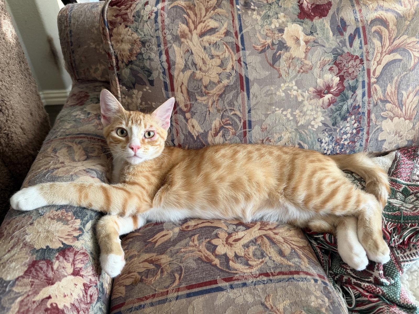 Enlarge Flynn W, a Adoptable Domestic Short Hair in Rosenberg, TX image 3/3
