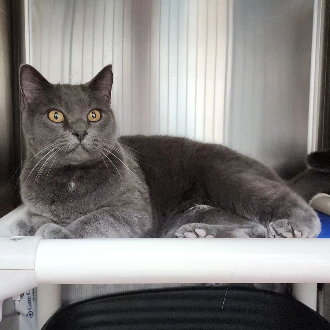 Cat for adoption Gretta, a Chartreux in Wahpeton, ND Petfinder