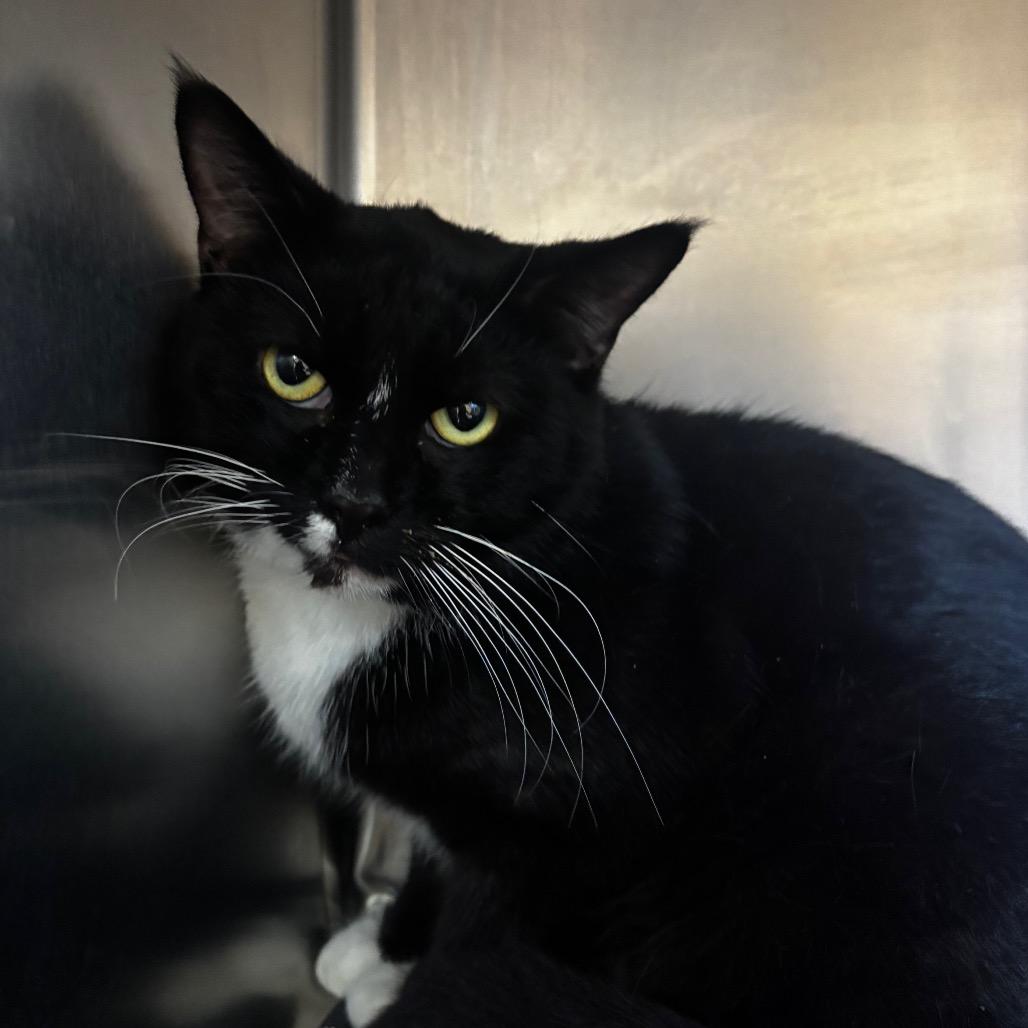 Gregory, Adoptable, Adult Male Domestic Short Hair.