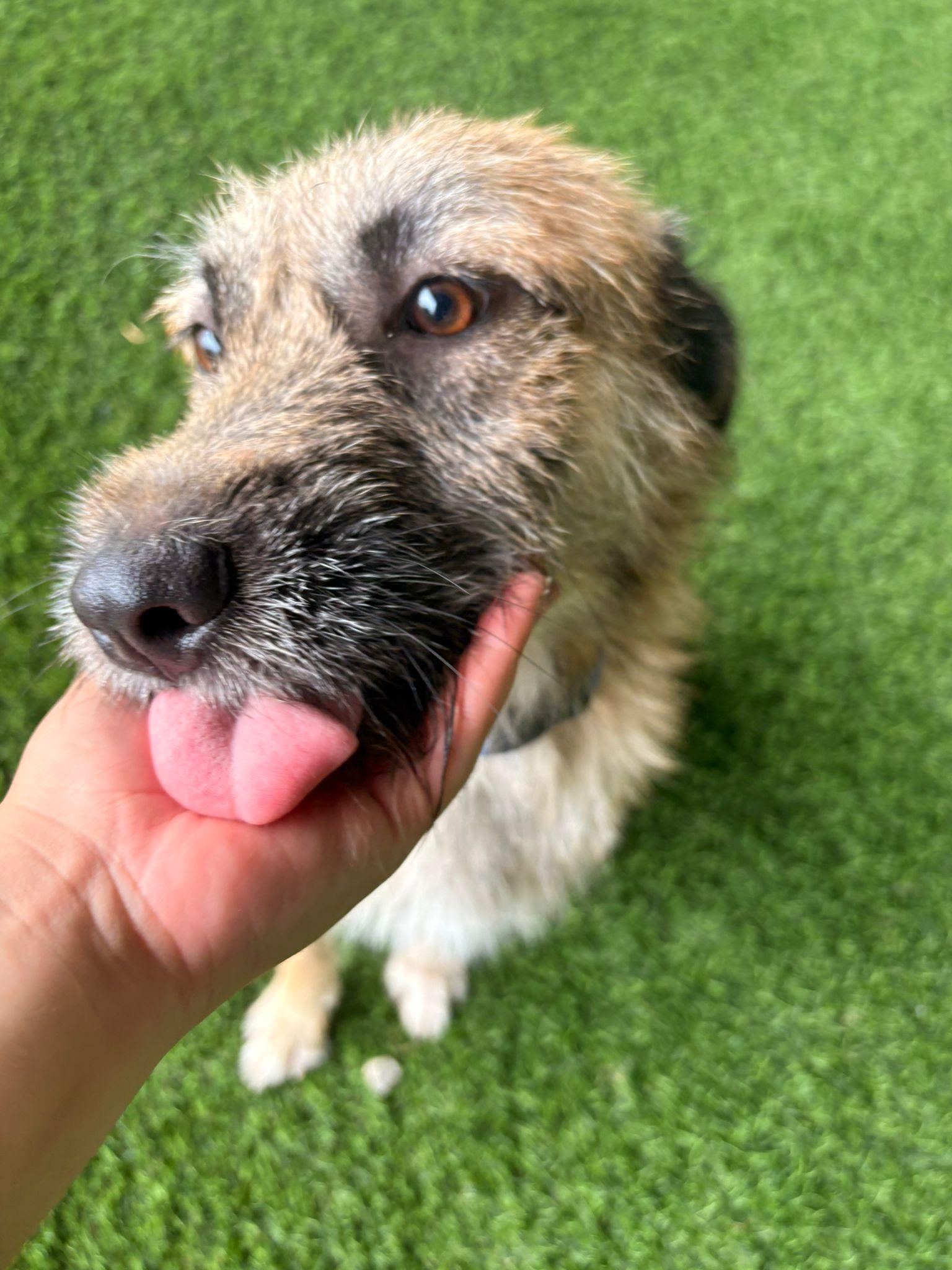 Enlarge Peter Pan, a ADOPTABLE Mixed Breed in Morristown, NJ image 1/3