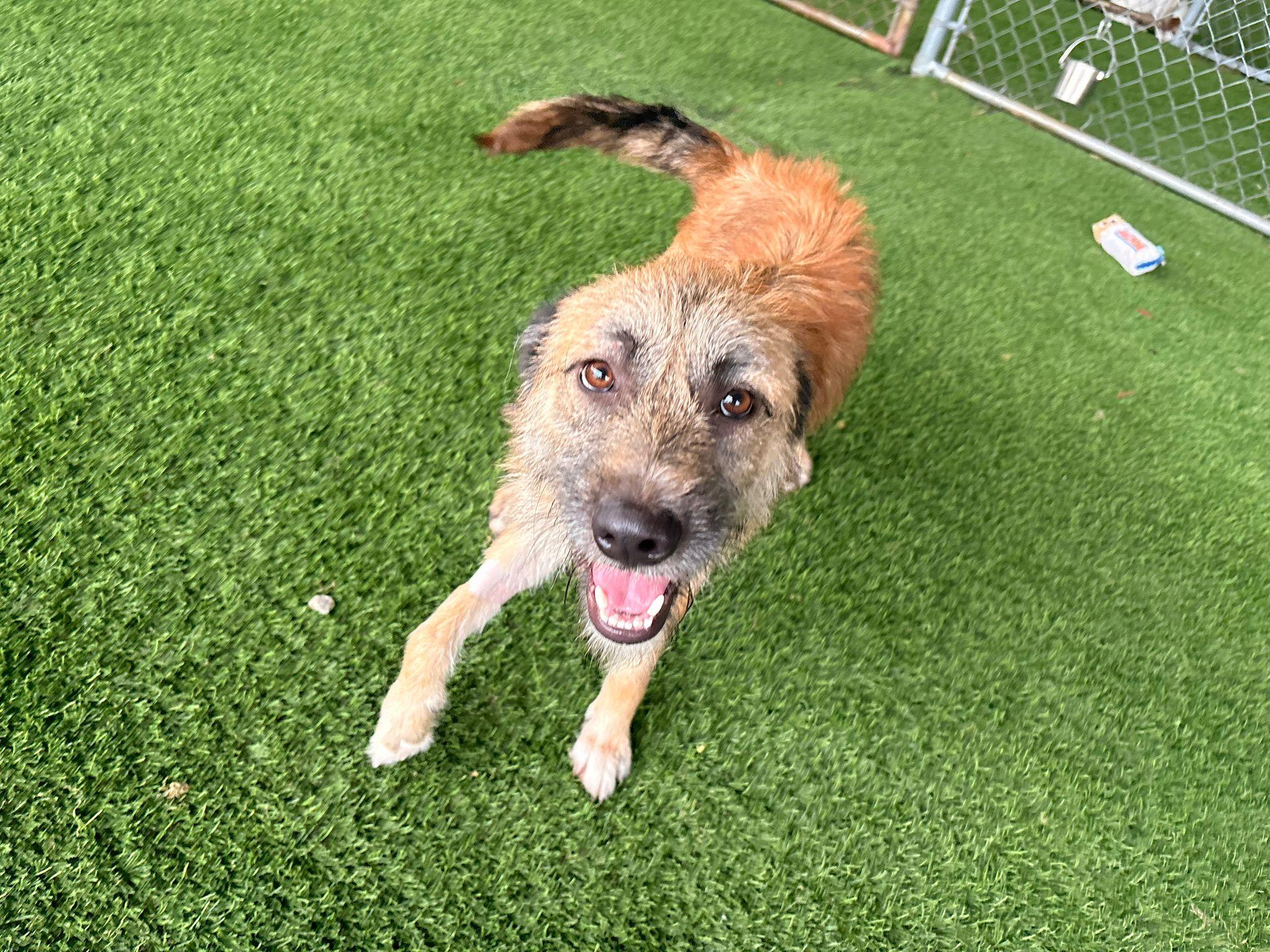 Enlarge Peter Pan, a ADOPTABLE Mixed Breed in Morristown, NJ image 3/3