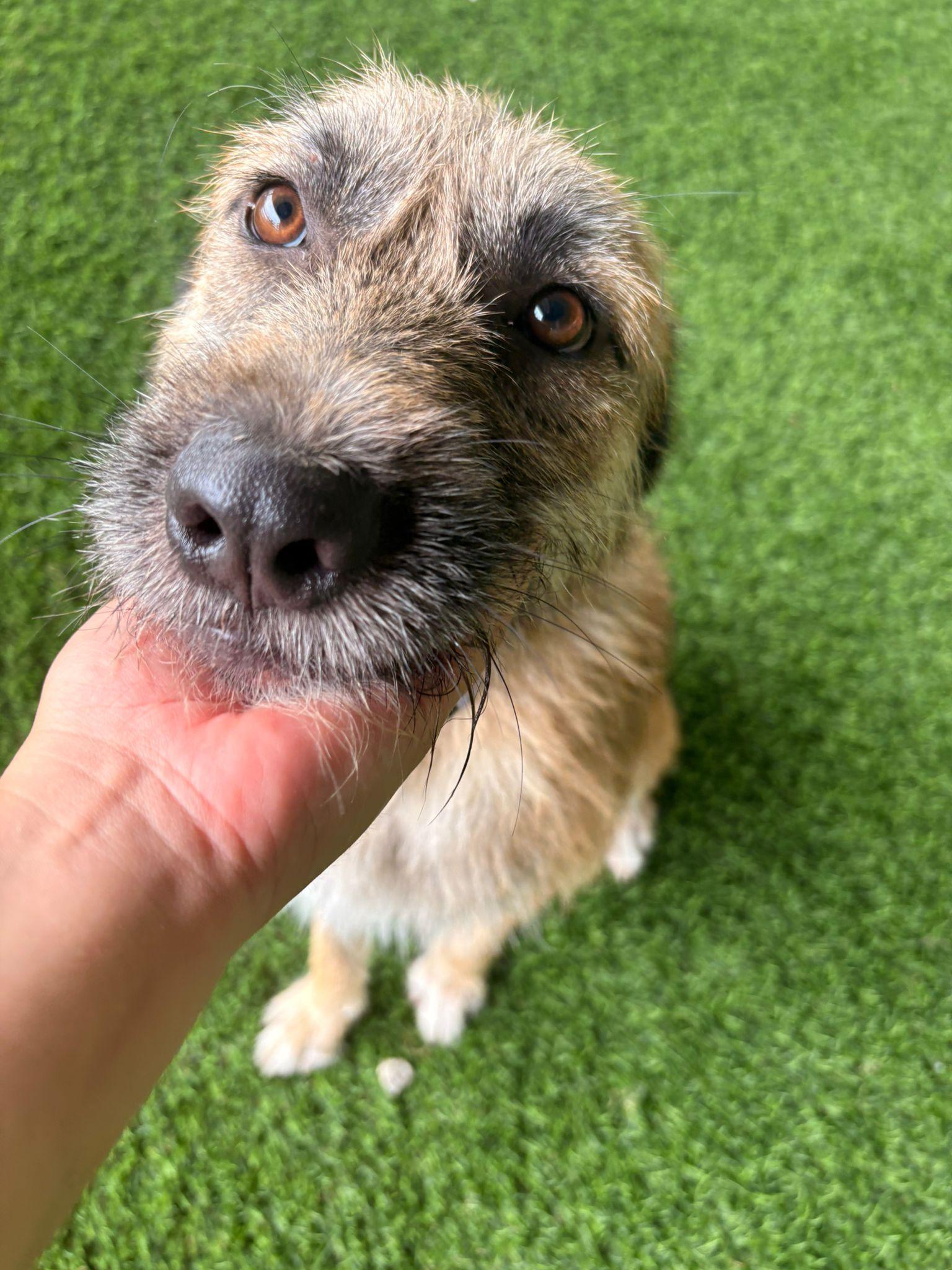 Enlarge Peter Pan, a ADOPTABLE Mixed Breed in Morristown, NJ image 2/3
