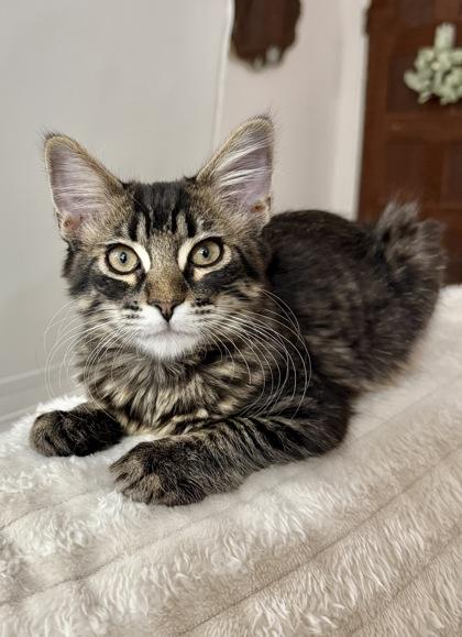 Enlarge Gumbo, a Adoptable mixed breed in San Diego, CA image 1/3