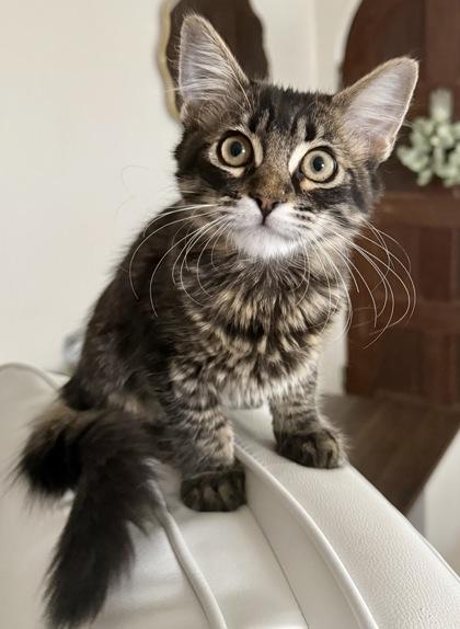 Enlarge Gumbo, a Adoptable mixed breed in San Diego, CA image 2/3