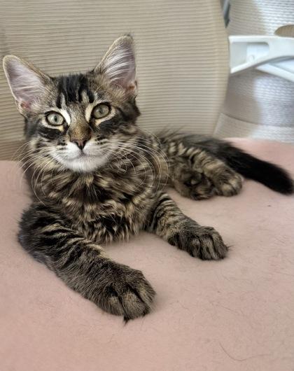 Enlarge Gumbo, a Adoptable mixed breed in San Diego, CA image 3/3