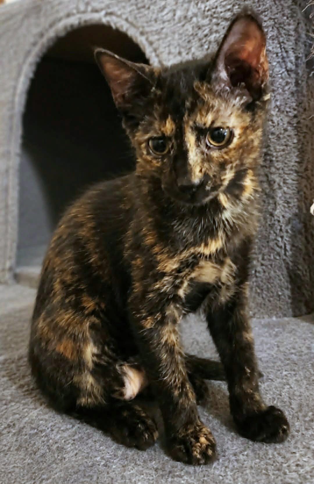 Enlarge Amethyst, a ADOPTABLE Tortoiseshell in Yuba City, CA image 1/1