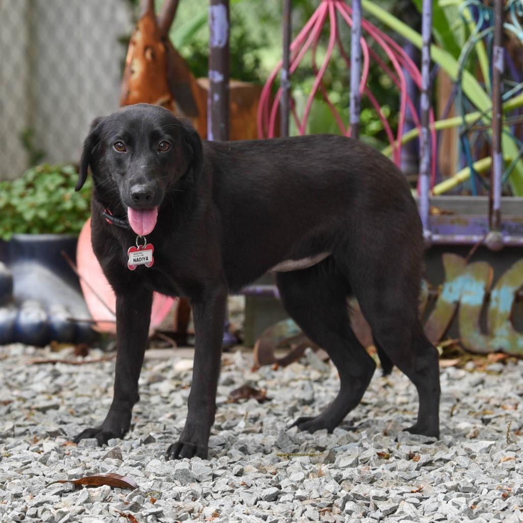 Nadiya, Adoptable, Adult Female Labrador Retriever.