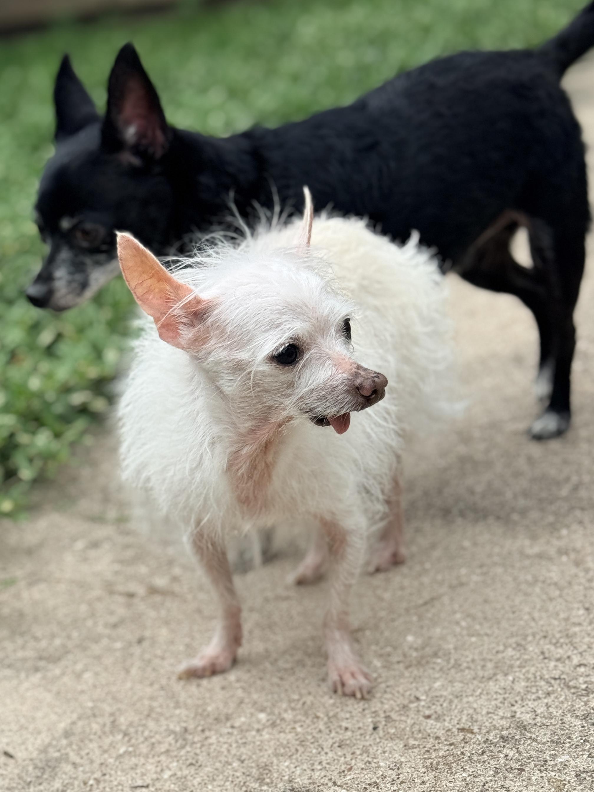 Dale, an adopted Chihuahua in Houston, TX image 2/6