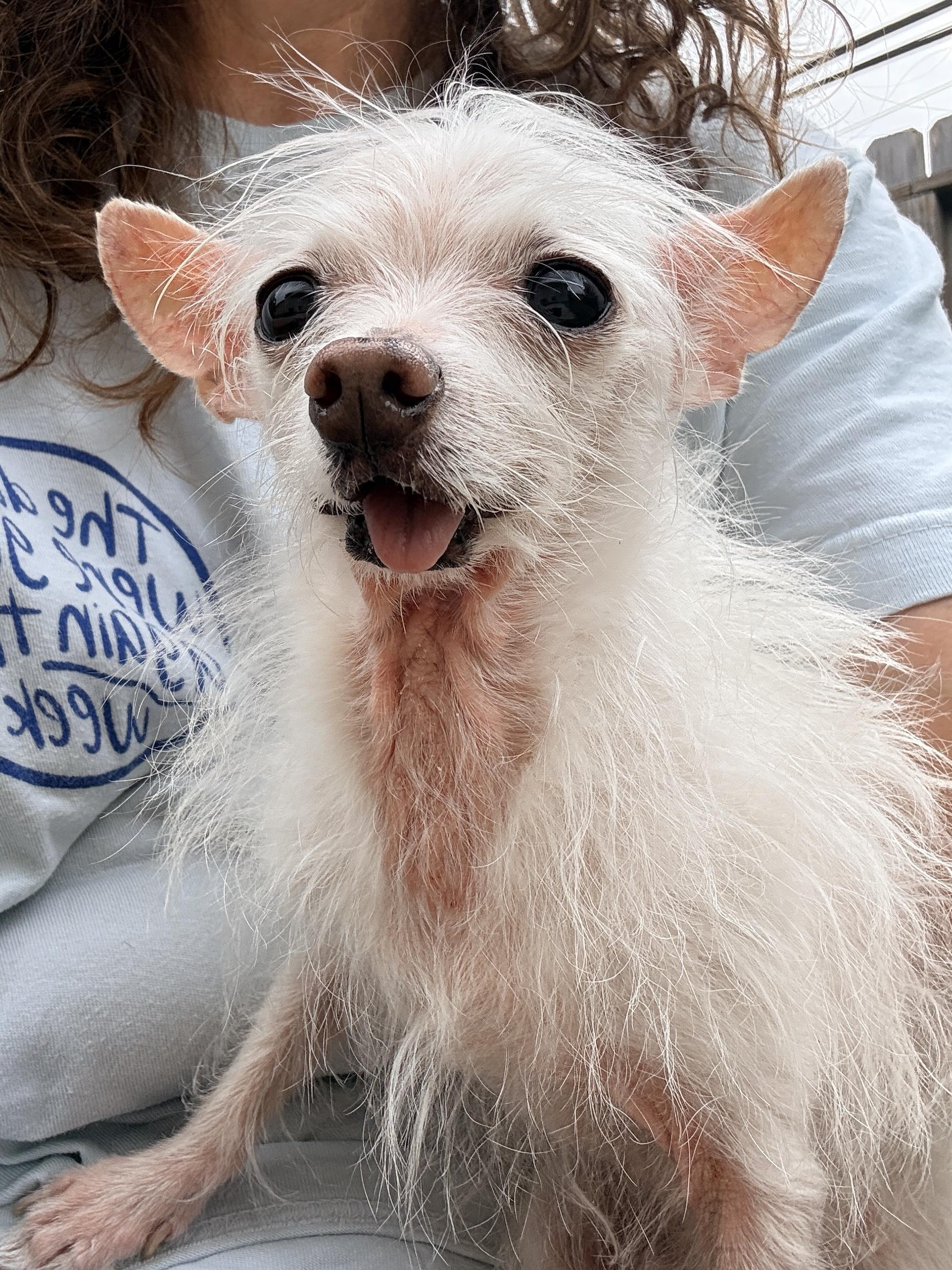 Dale, an adopted Chihuahua in Houston, TX image 5/6