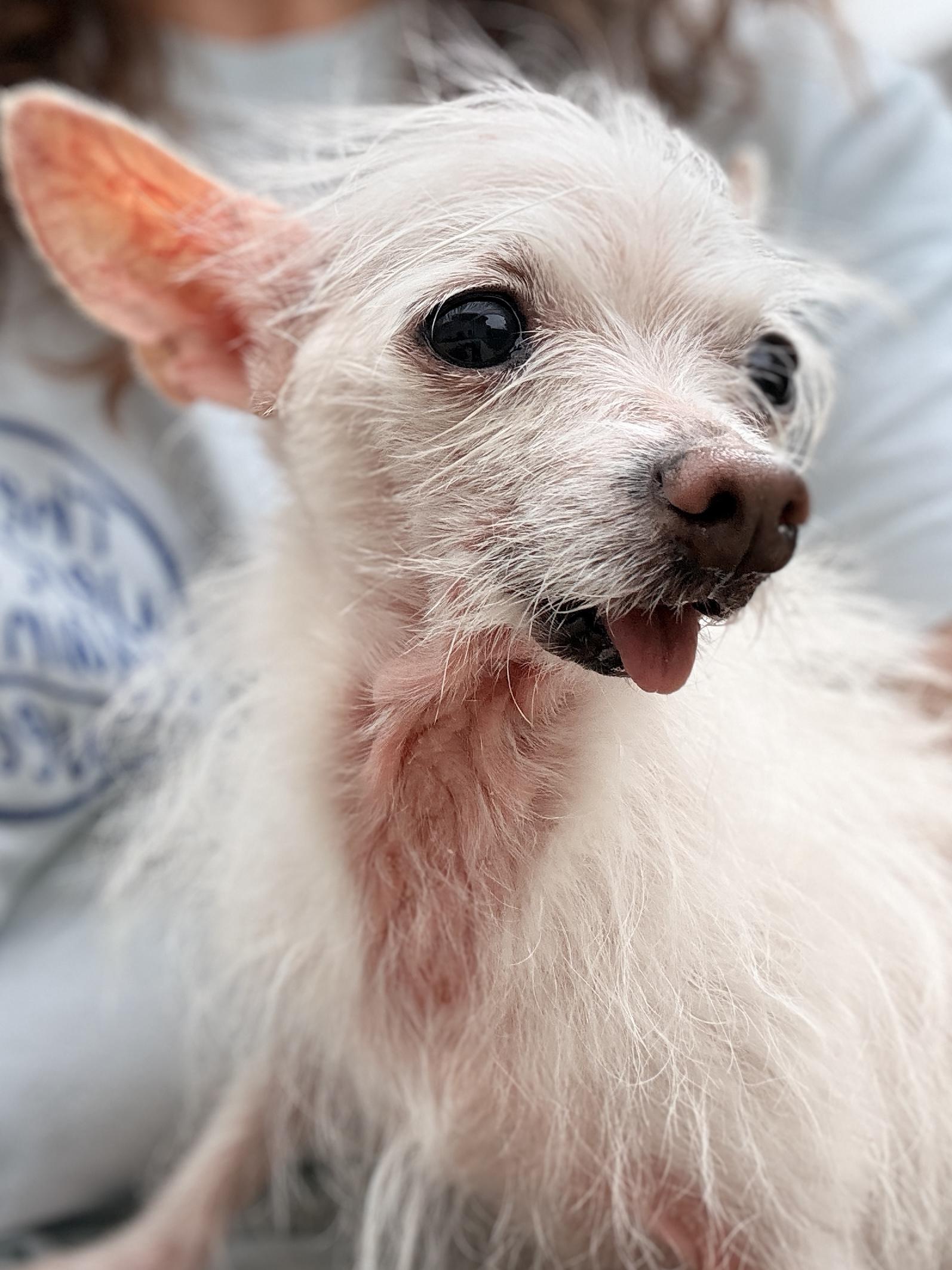 Dale, an adopted Chihuahua in Houston, TX image 6/6