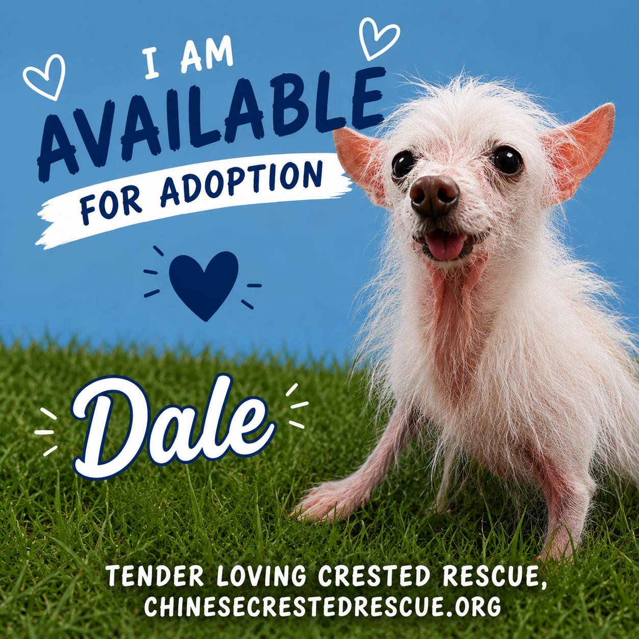 Dale, an adopted Chihuahua in Houston, TX image 1/6