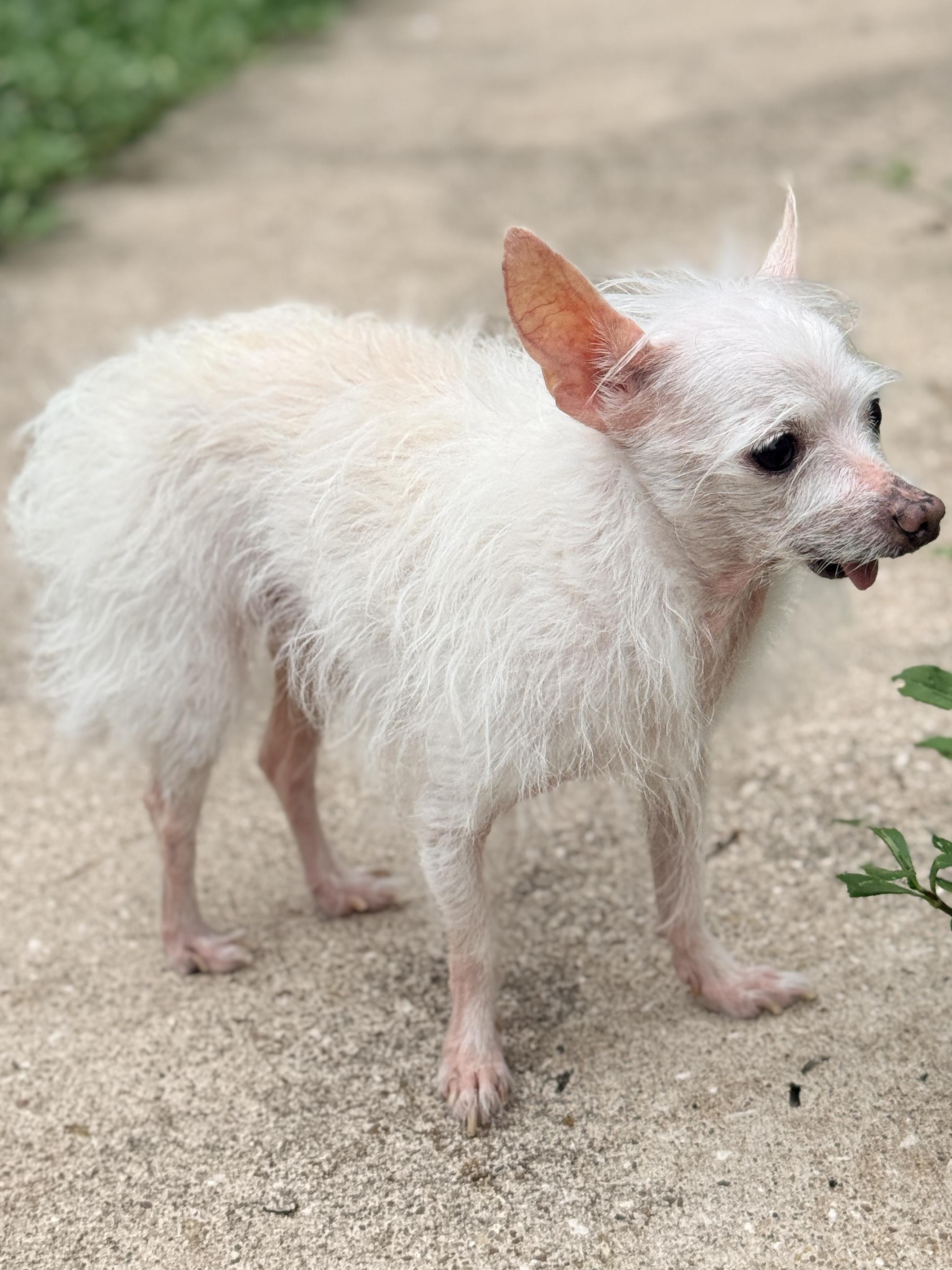 Dale, an adopted Chihuahua in Houston, TX image 4/6