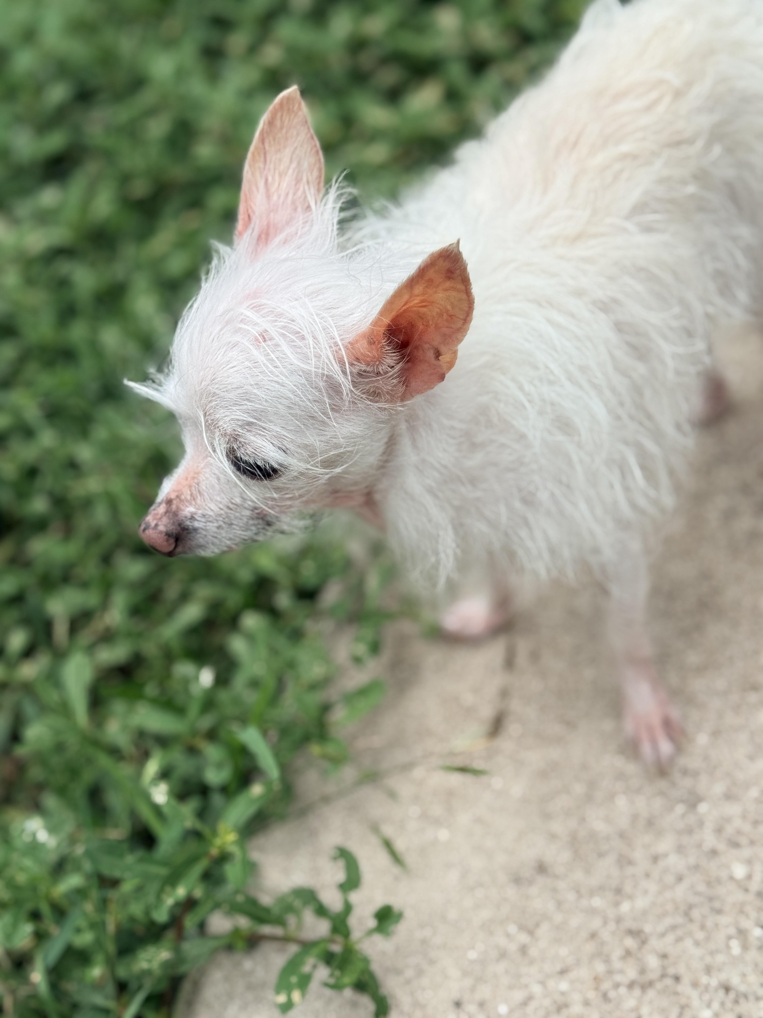 Dale, an adopted Chihuahua in Houston, TX image 3/6